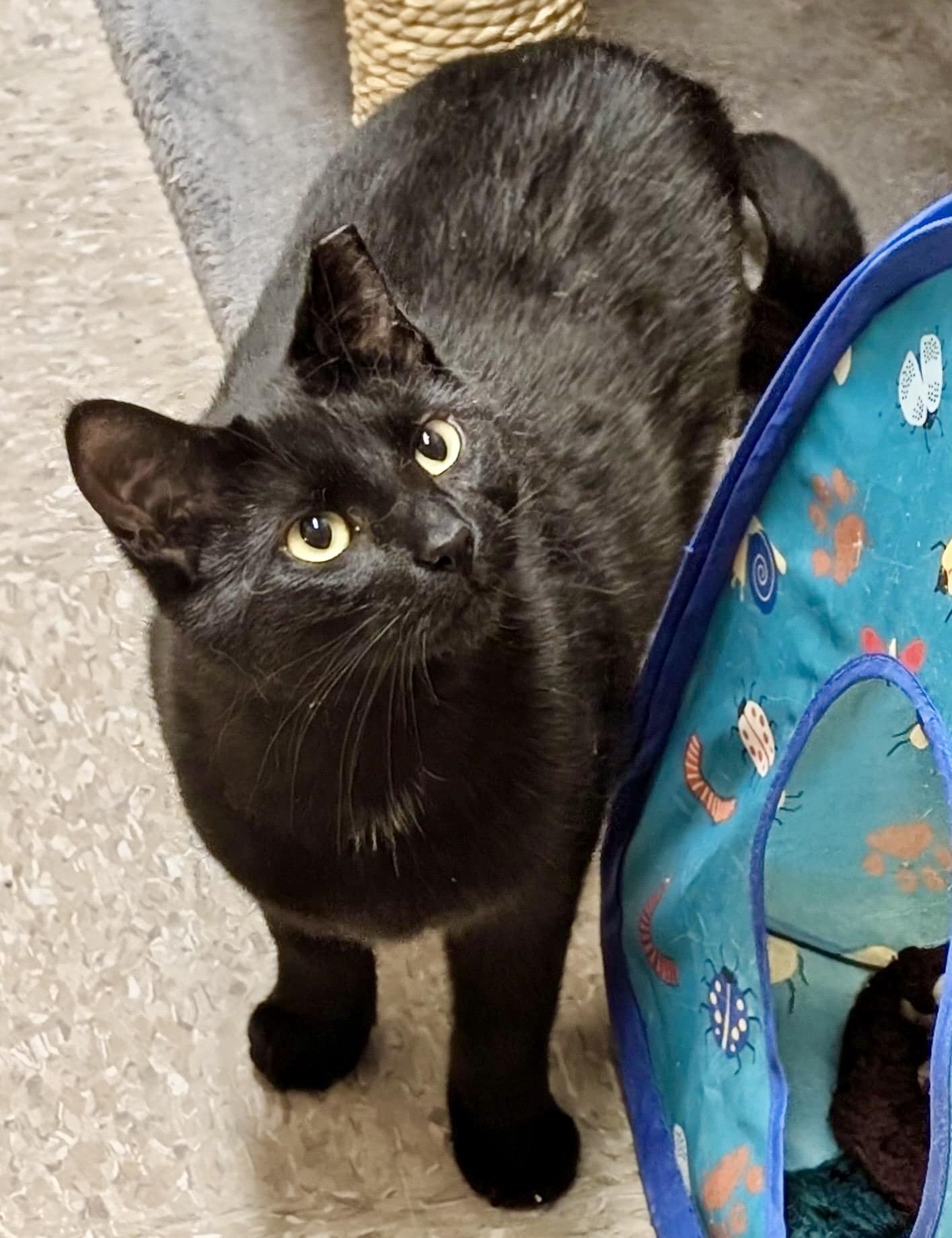 Samantha (bonded with Sully), ADOPTABLE, Young Female Domestic Short Hair.