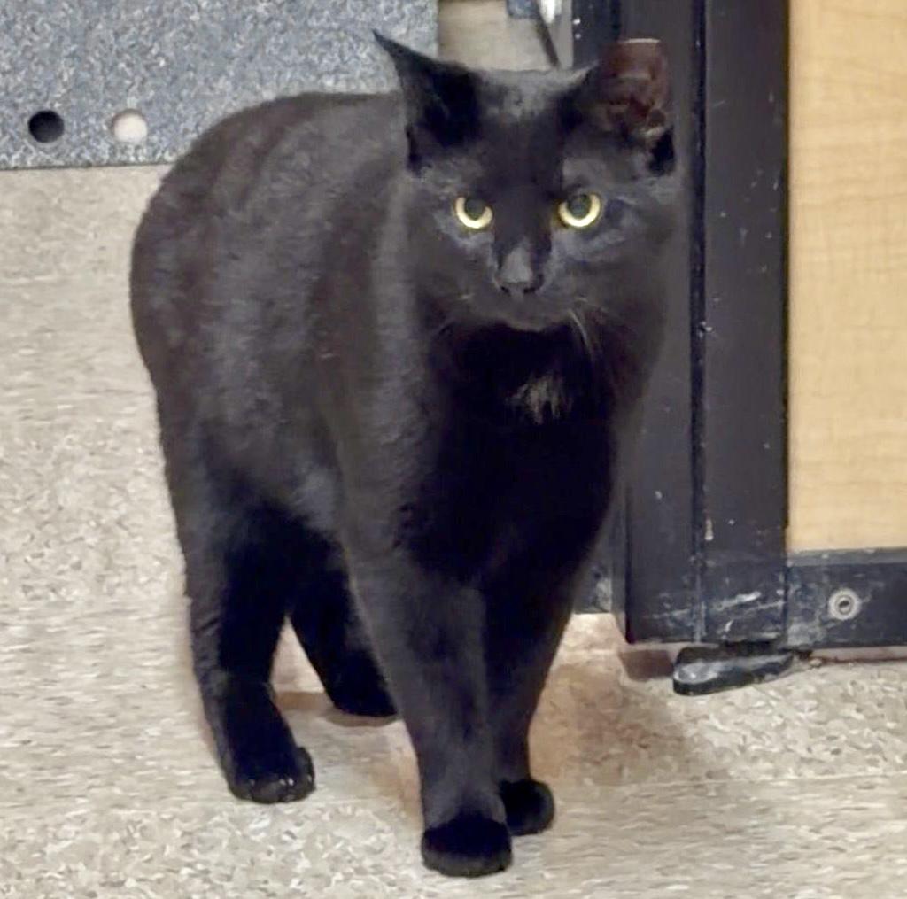Enlarge Samantha (bonded with Sully), a ADOPTABLE Domestic Short Hair in Toronto, ON image 2/6