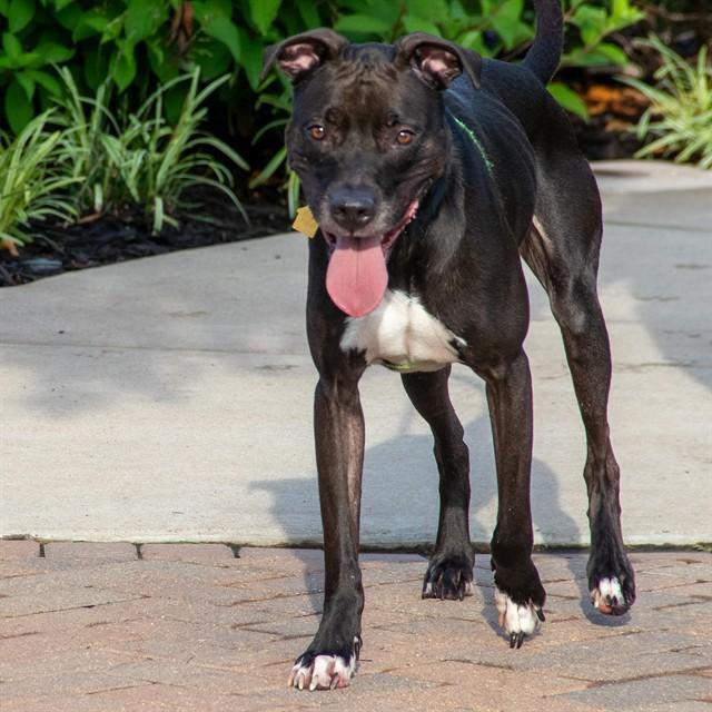 SCOUT, Adoptable, Adult Male Pit Bull Terrier & Mixed Breed.