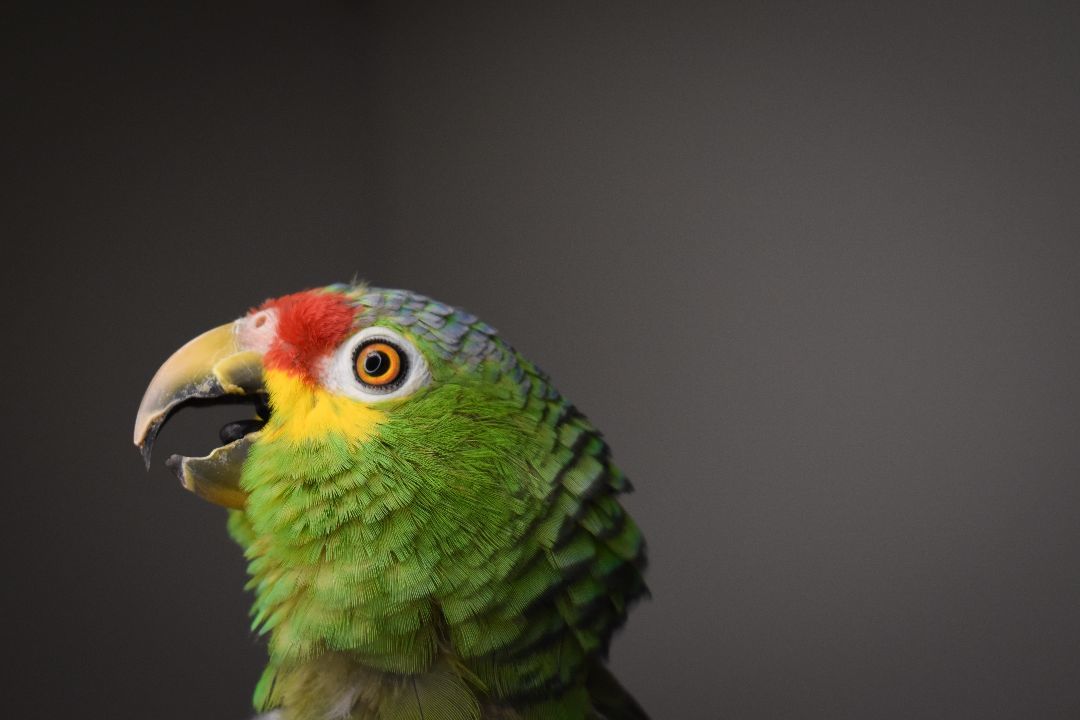 Enlarge Jinx, a Adoptable Amazon in Waukesha, WI image 6/6