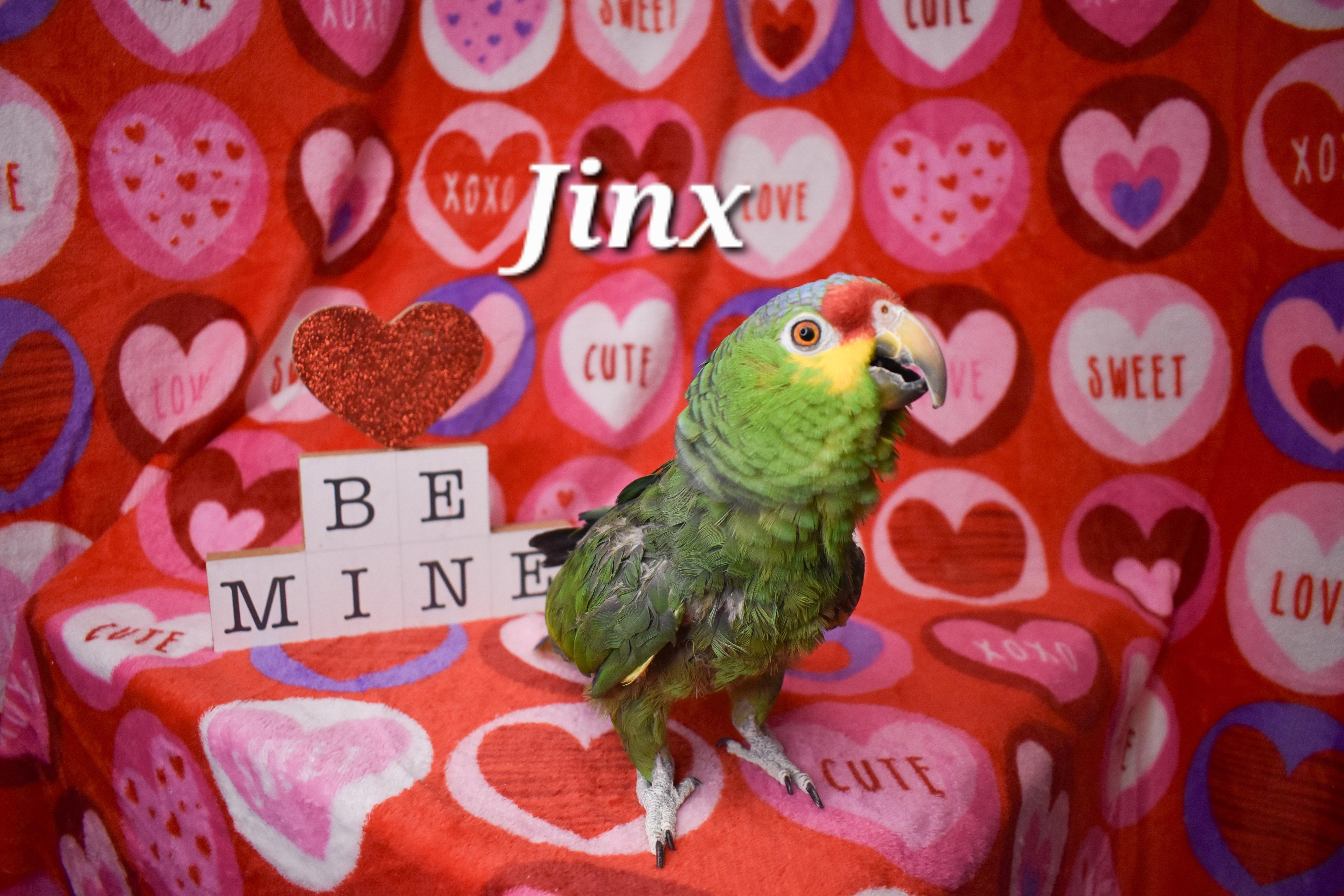 Enlarge Jinx, a Adoptable Amazon in Waukesha, WI image 3/6