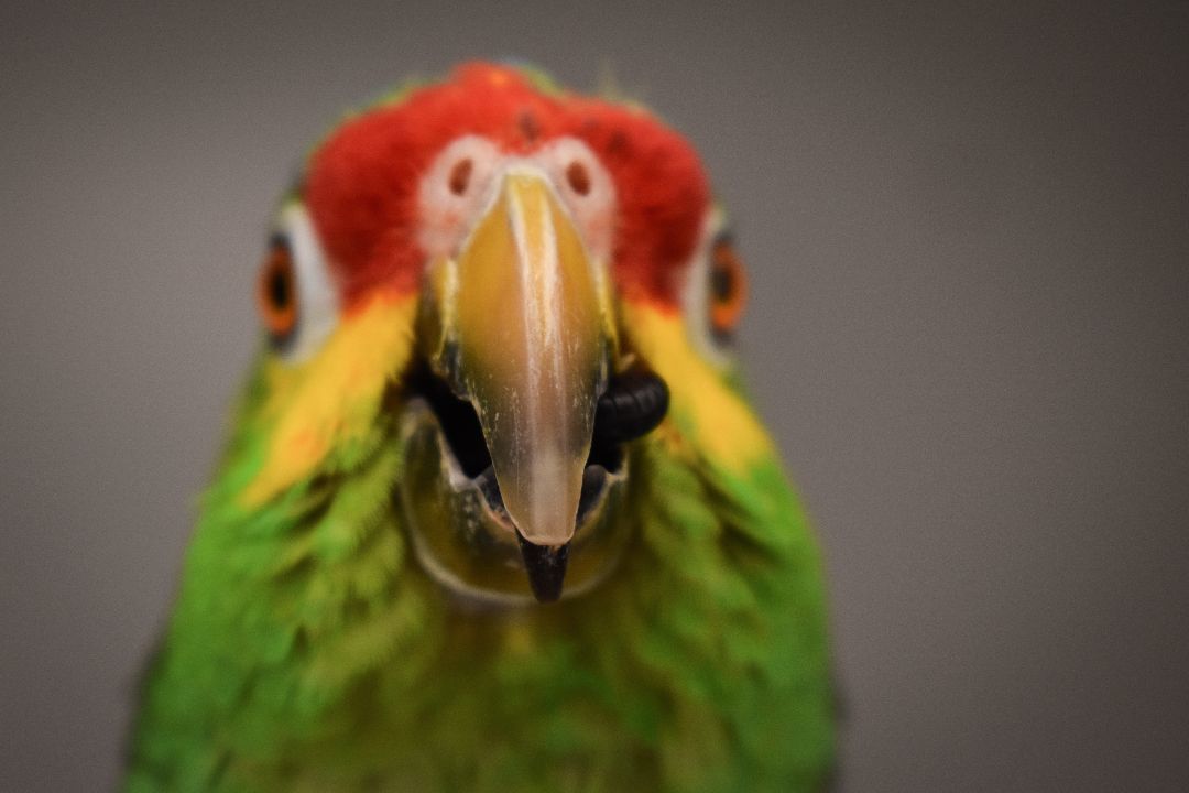 Enlarge Jinx, a Adoptable Amazon in Waukesha, WI image 5/6