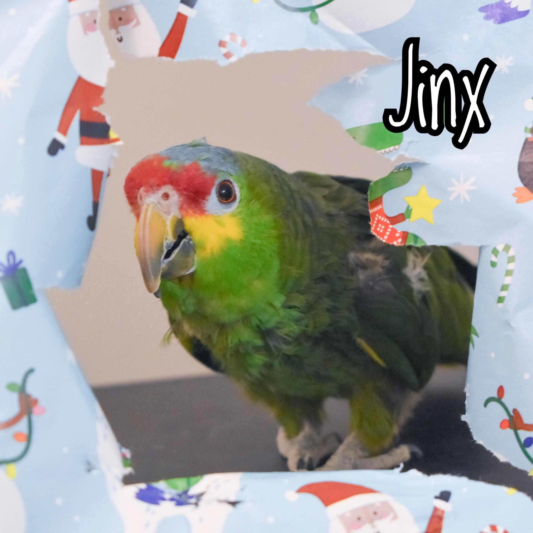 Enlarge Jinx, a Adoptable Amazon in Waukesha, WI image 1/6