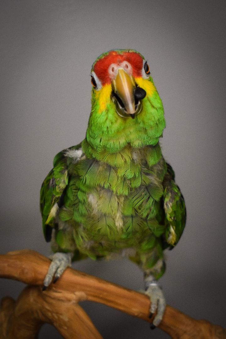 Enlarge Jinx, a Adoptable Amazon in Waukesha, WI image 4/6