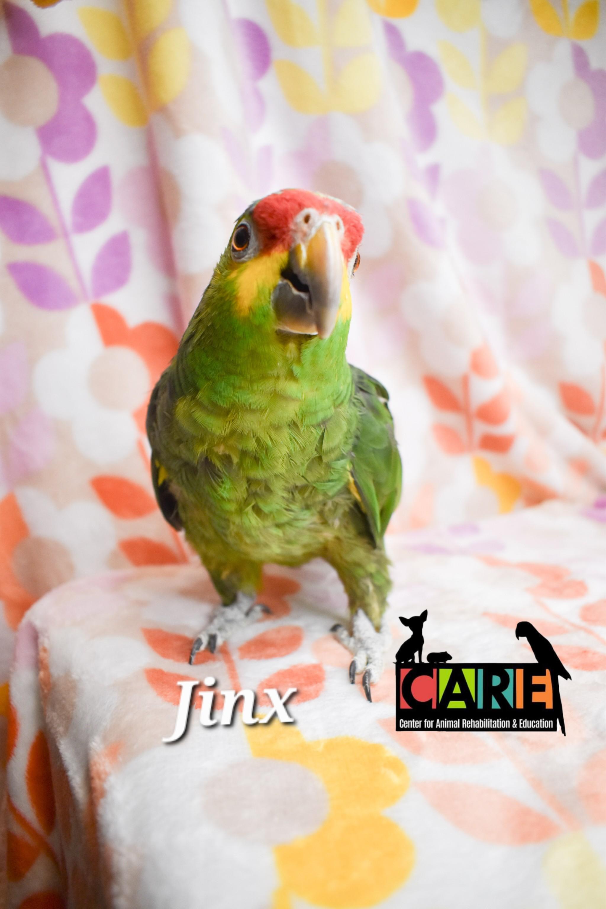 Enlarge Jinx, a Adoptable Amazon in Waukesha, WI image 2/6