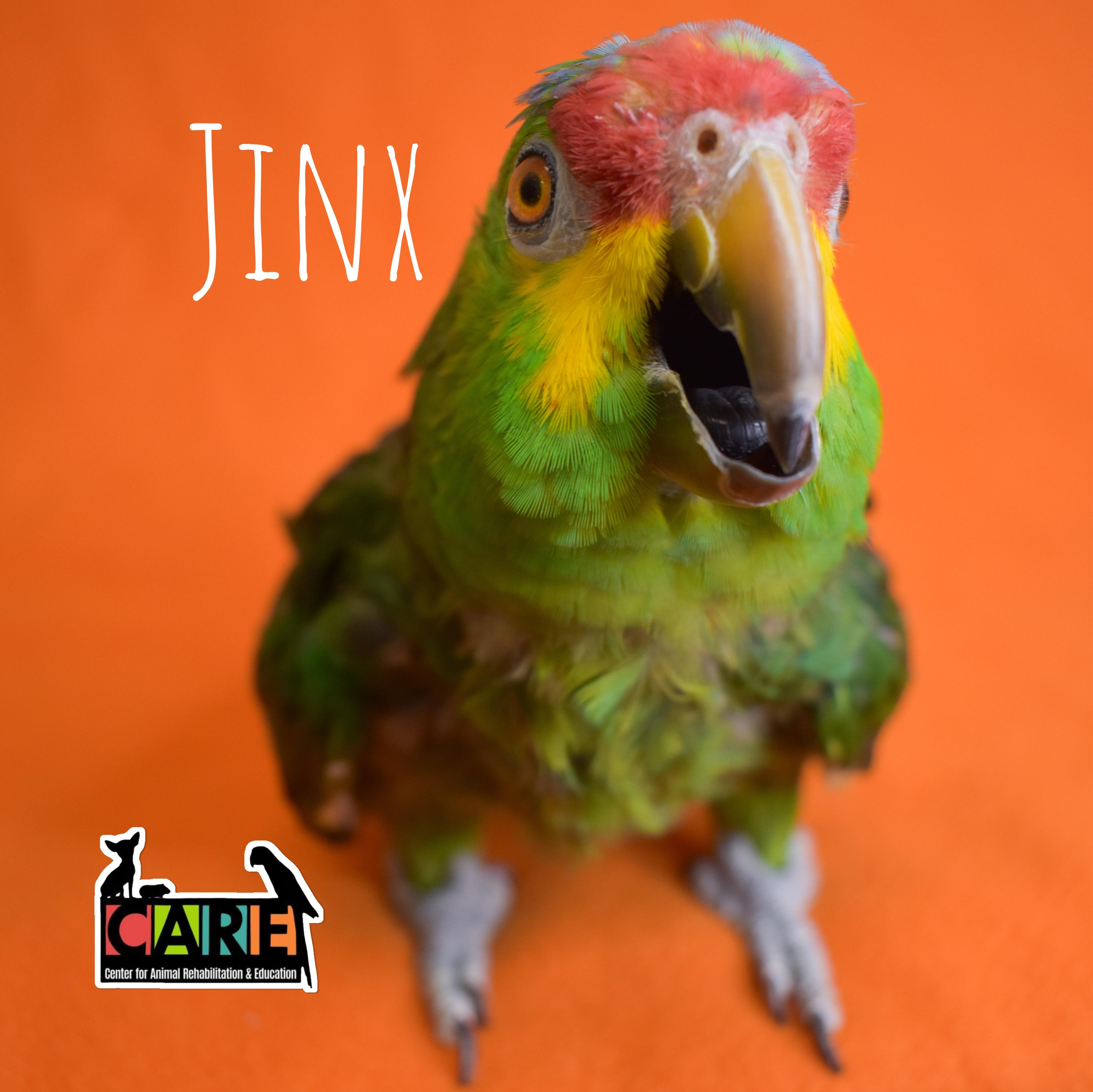 Jinx, Adoptable, Adult Female Amazon.