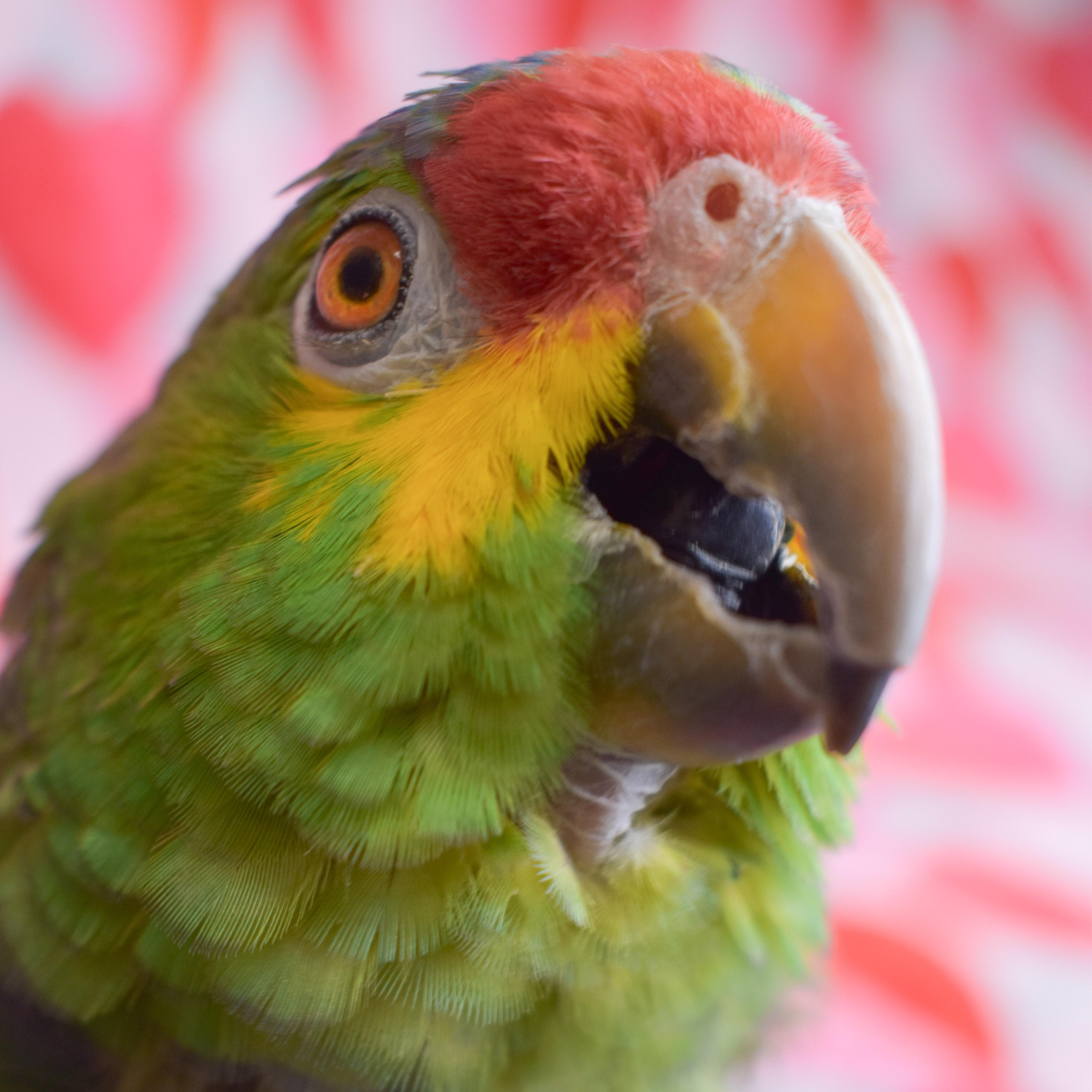 Enlarge Jinx, a Adoptable Amazon in Waukesha, WI image 1/6