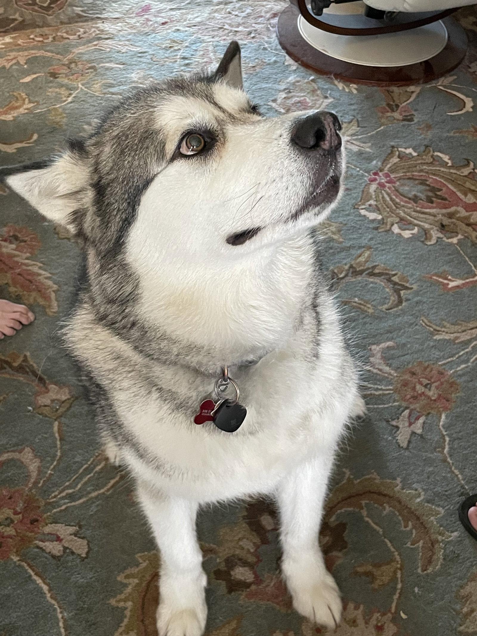 Enlarge ABERDEEN (Abi), a Adopted Alaskan Malamute in Seattle, WA image 1/3