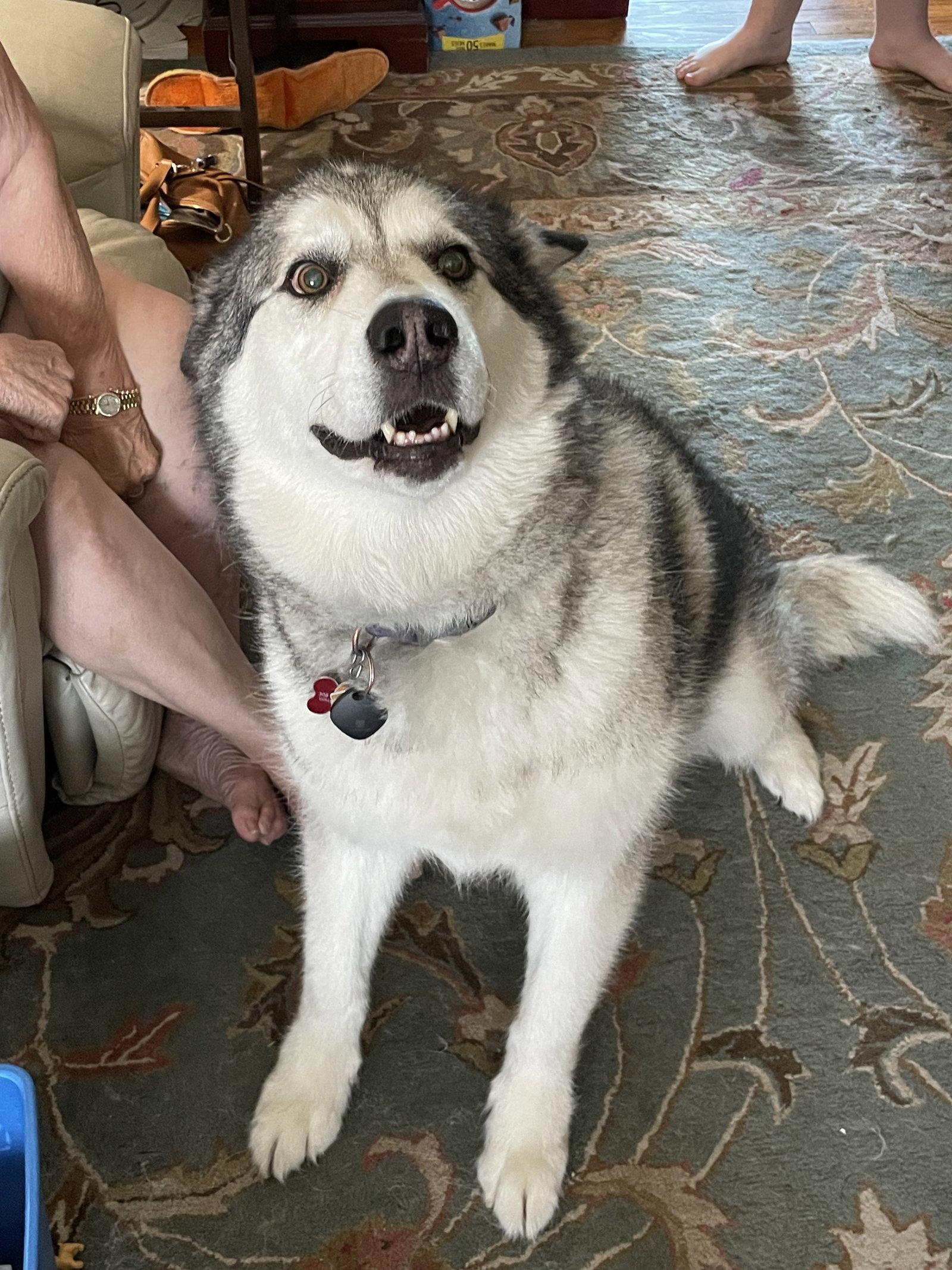 Enlarge ABERDEEN (Abi), a Adopted Alaskan Malamute in Seattle, WA image 2/3