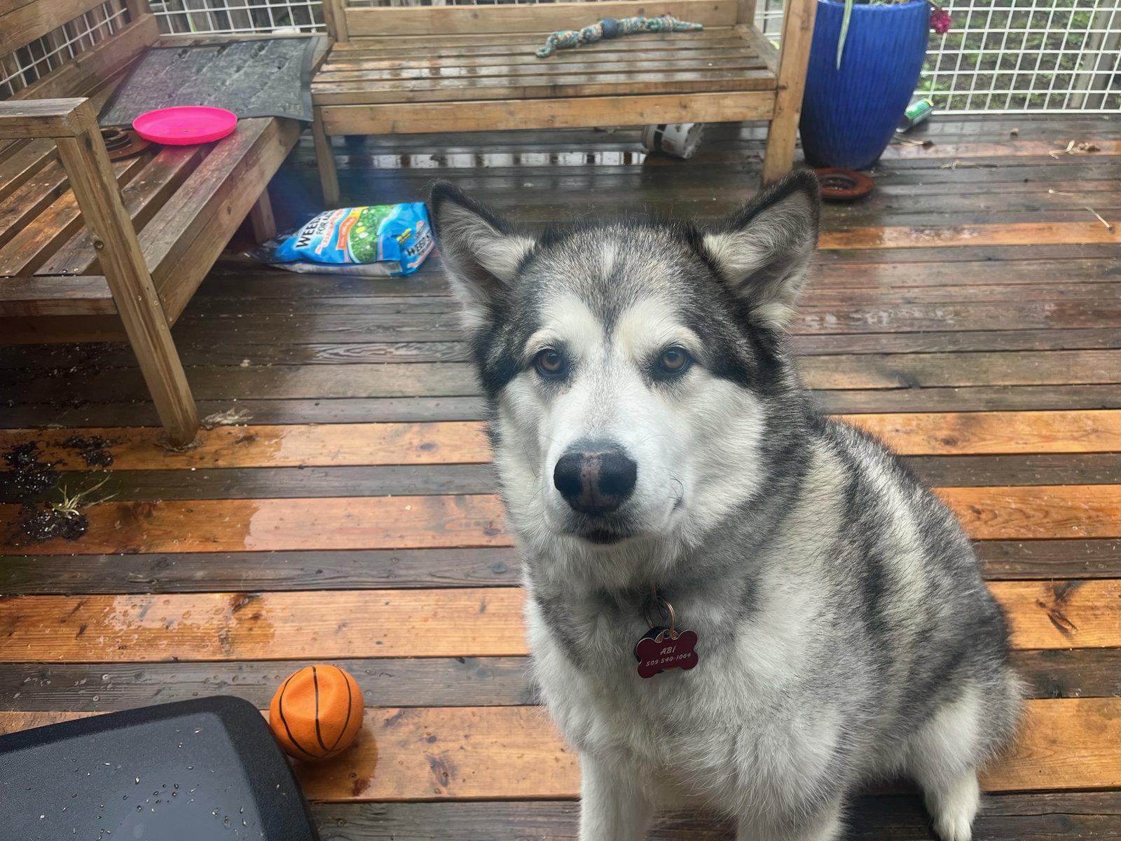 Enlarge ABERDEEN (Abi), a Adopted Alaskan Malamute in Seattle, WA image 3/3