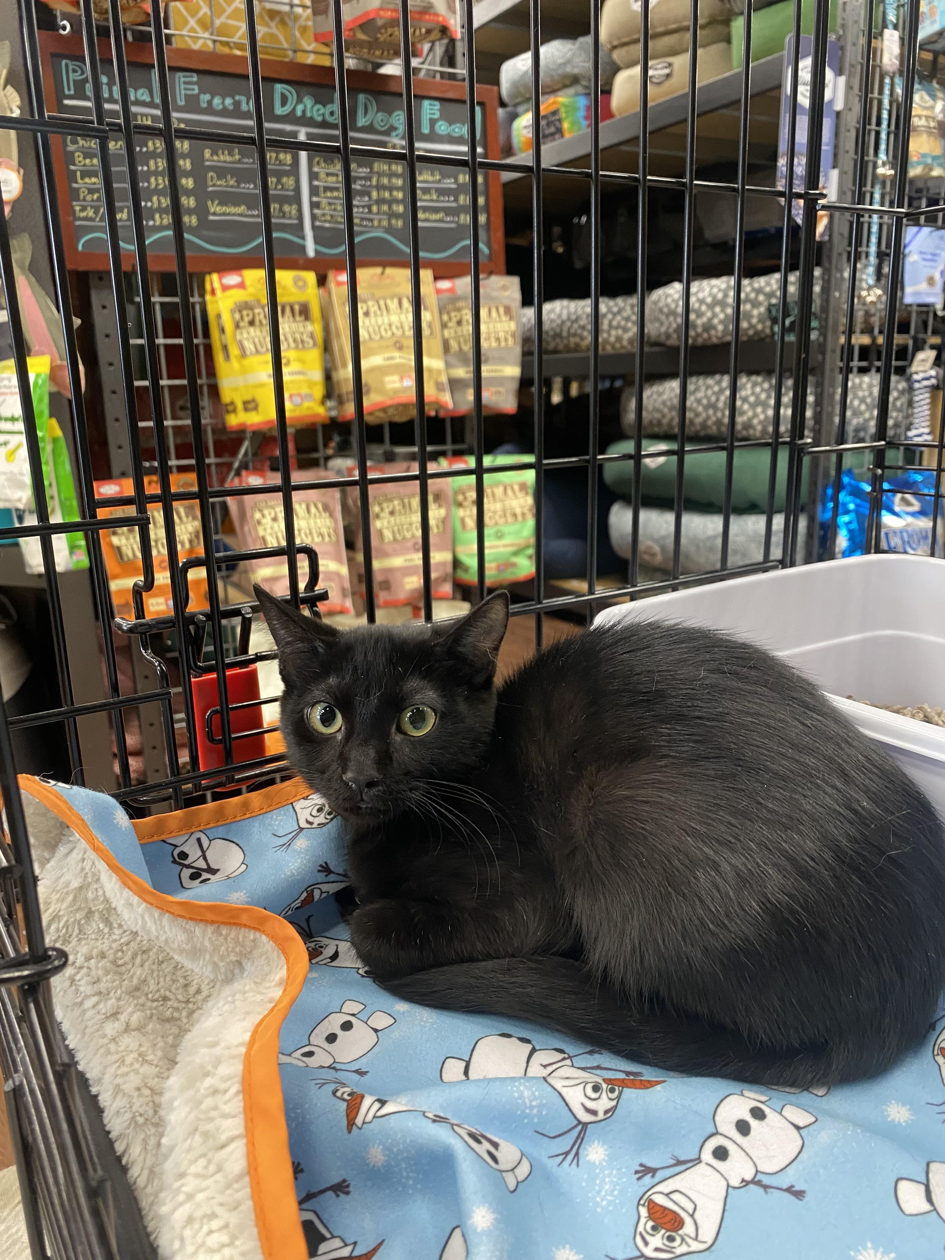 Wasabi, a Adoptable mixed breed in Pinson, AL image 1/6