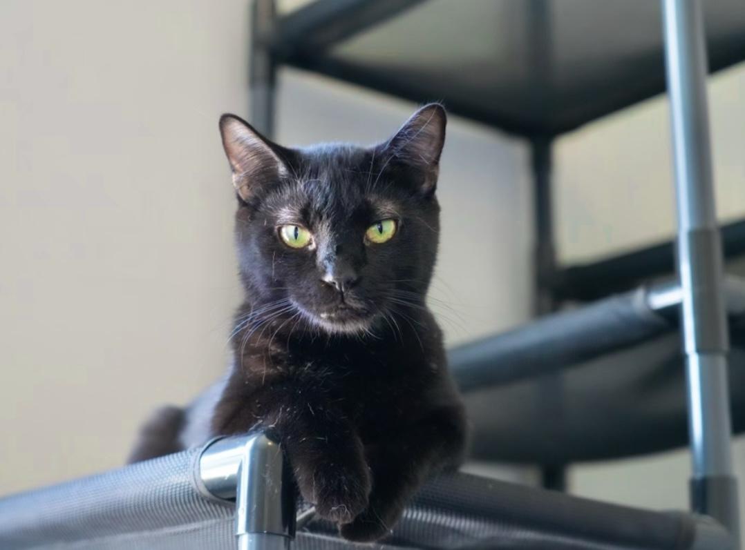 Wasabi, a Adoptable mixed breed in Pinson, AL image 2/6