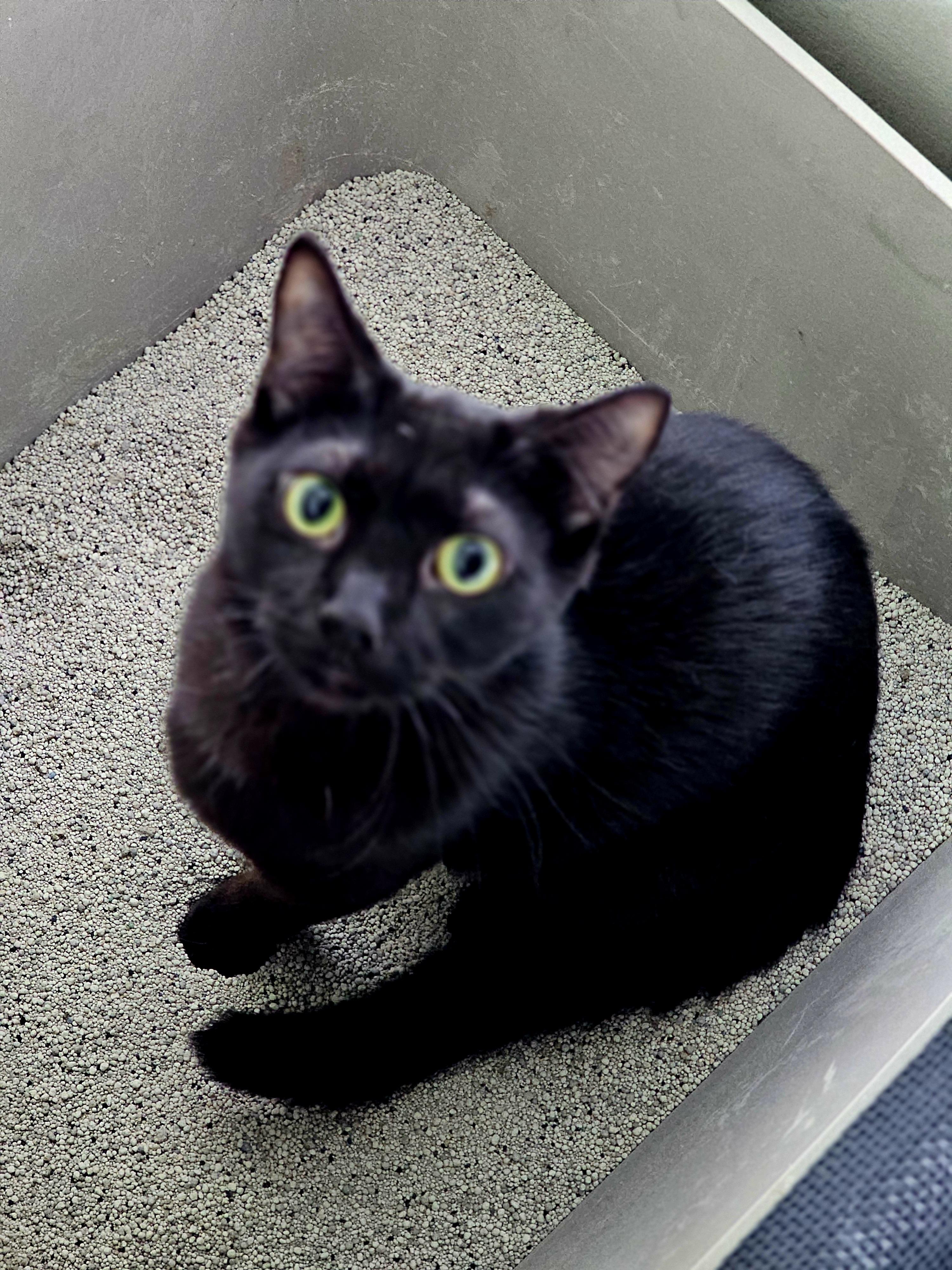 Wasabi, a Adoptable mixed breed in Pinson, AL image 4/6