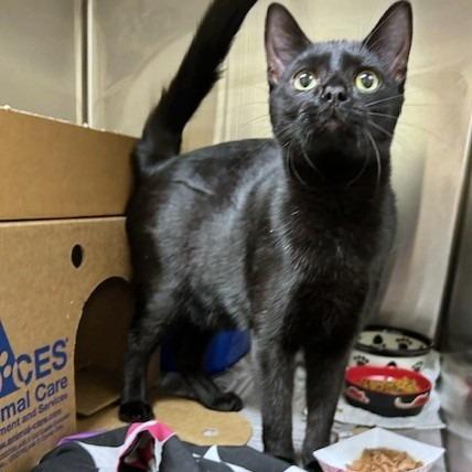 Sloop, Adoptable, Young Male Domestic Short Hair.