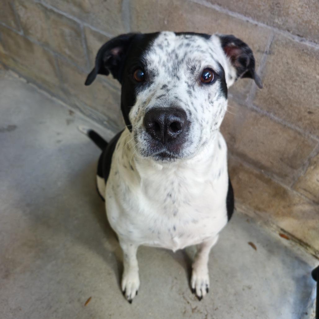 Enlarge Baron, a Adoptable Mixed Breed in Clearwater, FL image 1/1