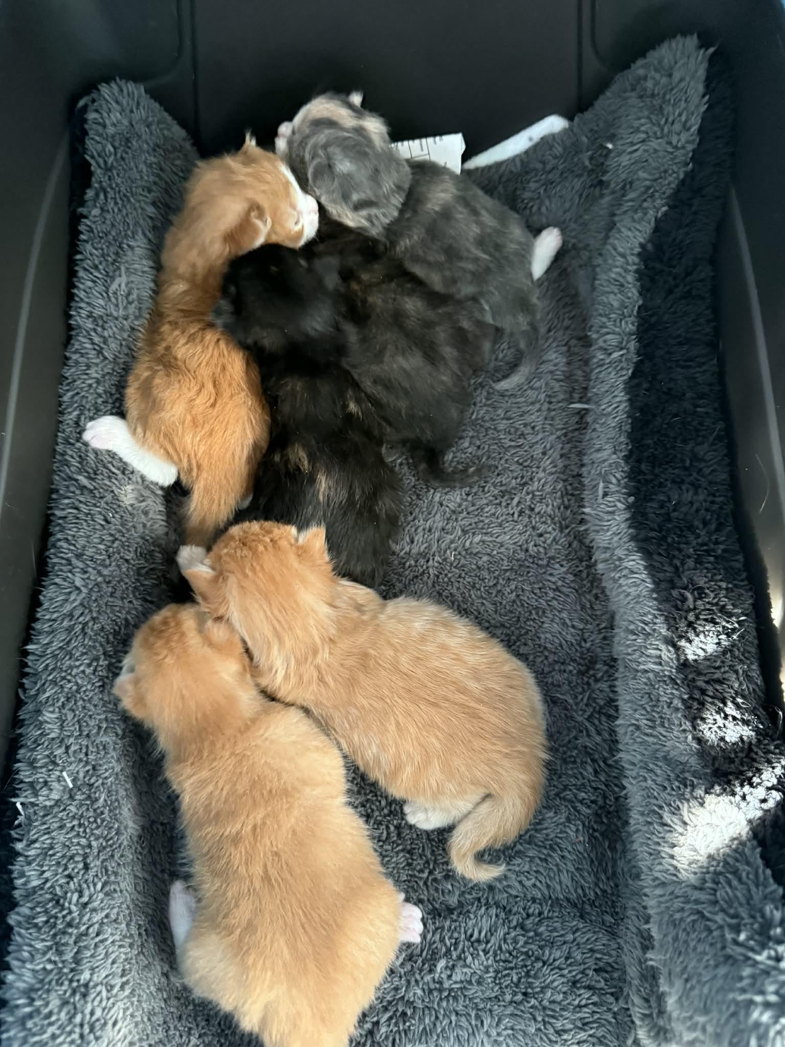 Turtle, Adopted, Kitten Male Domestic Medium Hair.