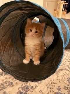 Enlarge Turtle, a Adopted mixed breed in Hull, MA image 2/2