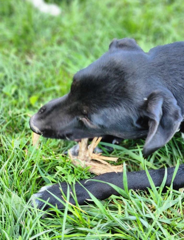 Enlarge Yellow Creek : Zafar, a Adoptable mixed breed in Aurora, IN image 2/6