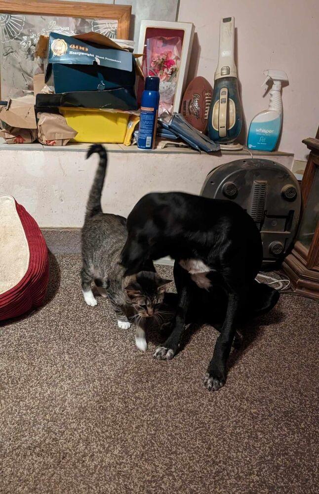 Enlarge Yellow Creek : Zafar, a Adoptable mixed breed in Aurora, IN image 3/6