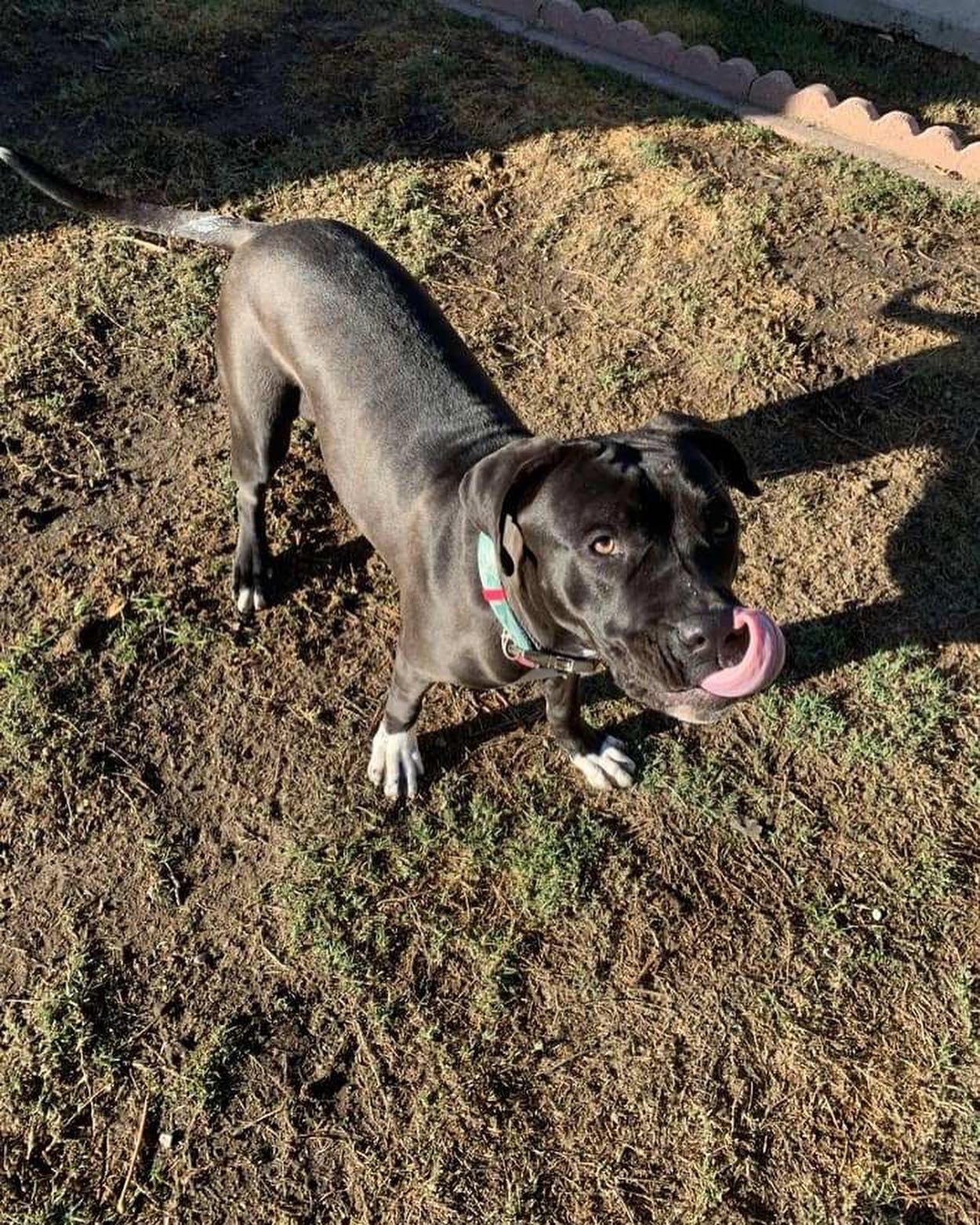 Enlarge Tessa, a Adoptable mixed breed in Santa Monica, CA image 4/6