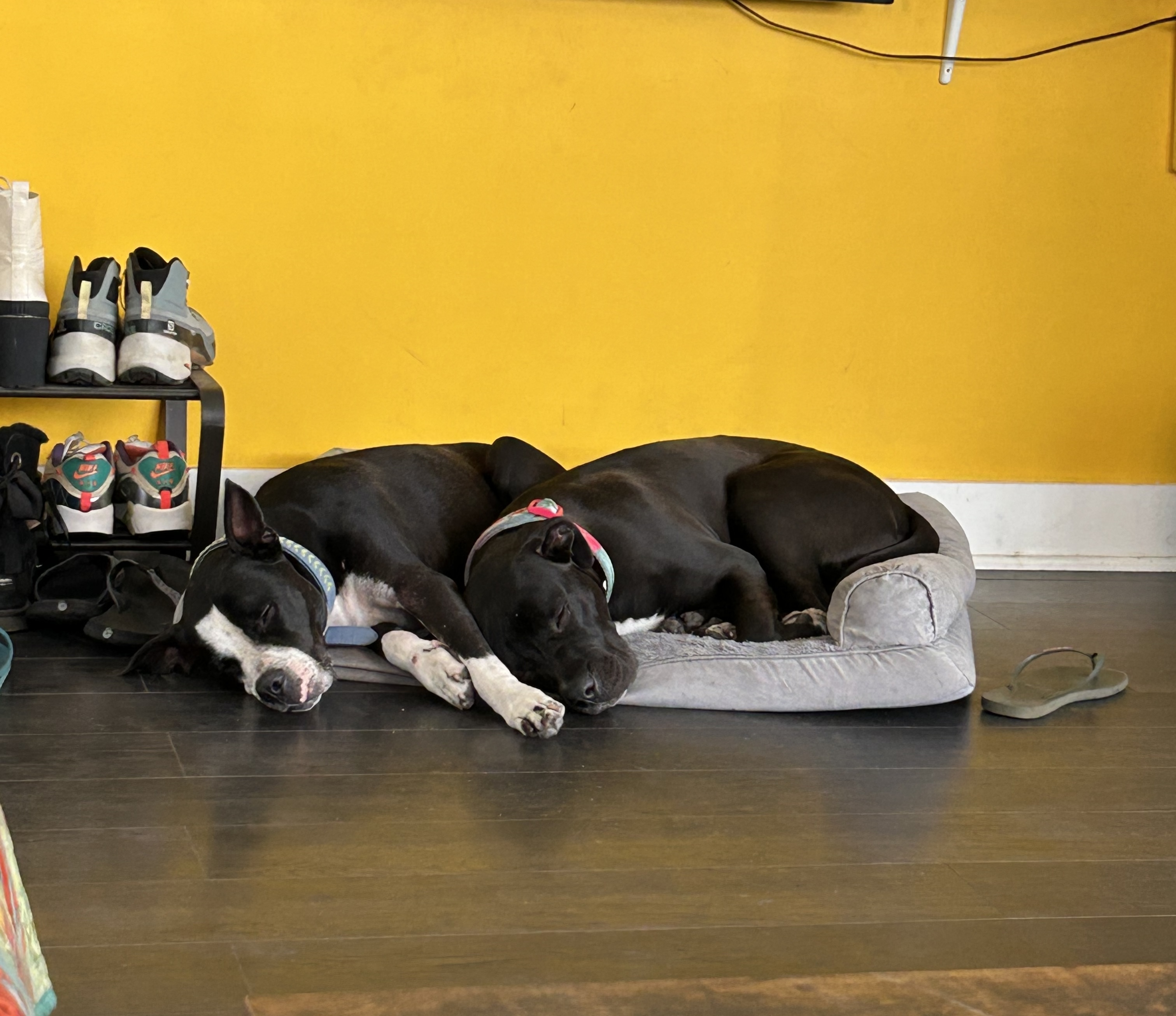 Enlarge Tessa, a Adoptable mixed breed in Santa Monica, CA image 5/6