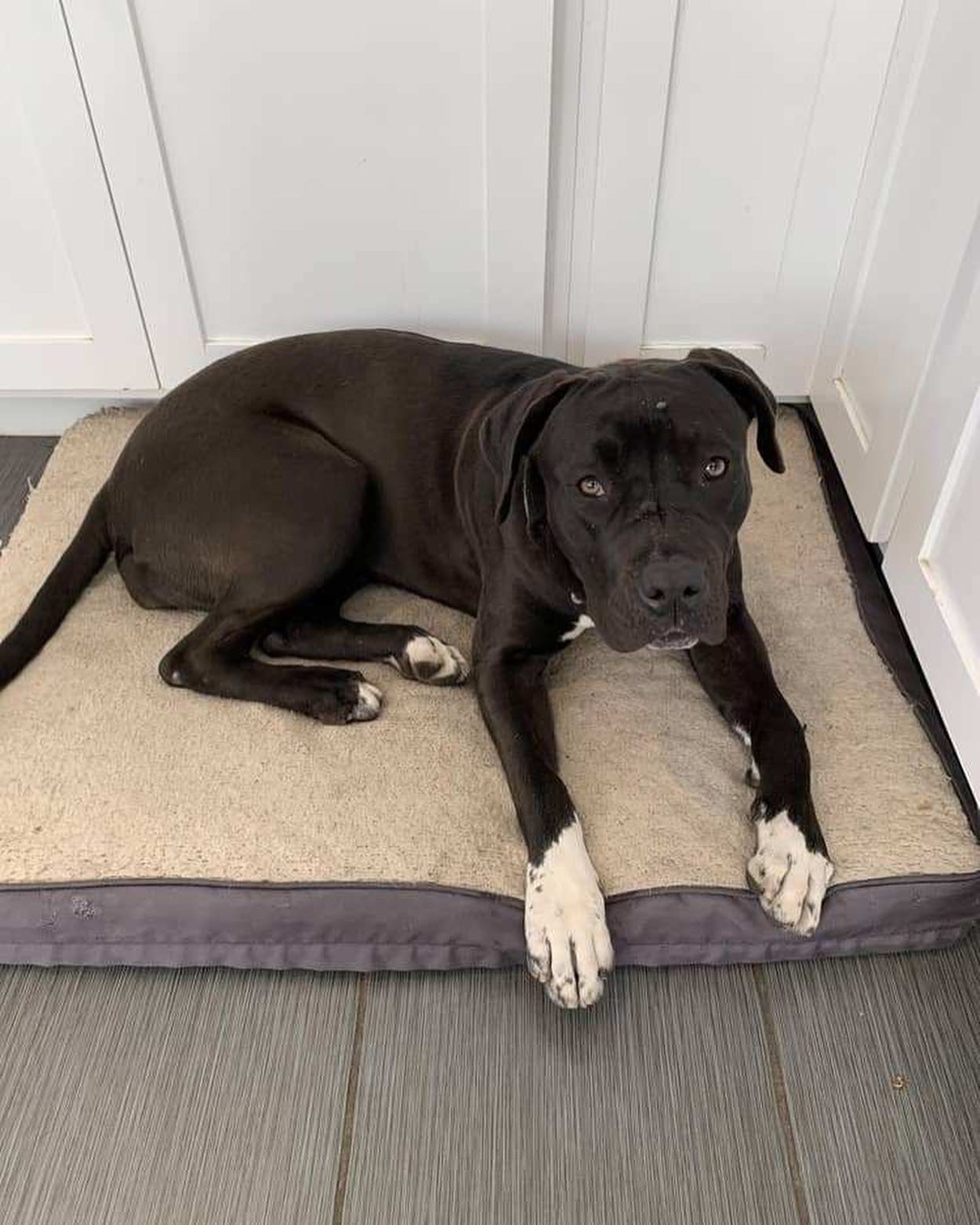 Enlarge Tessa, a Adoptable mixed breed in Santa Monica, CA image 2/6