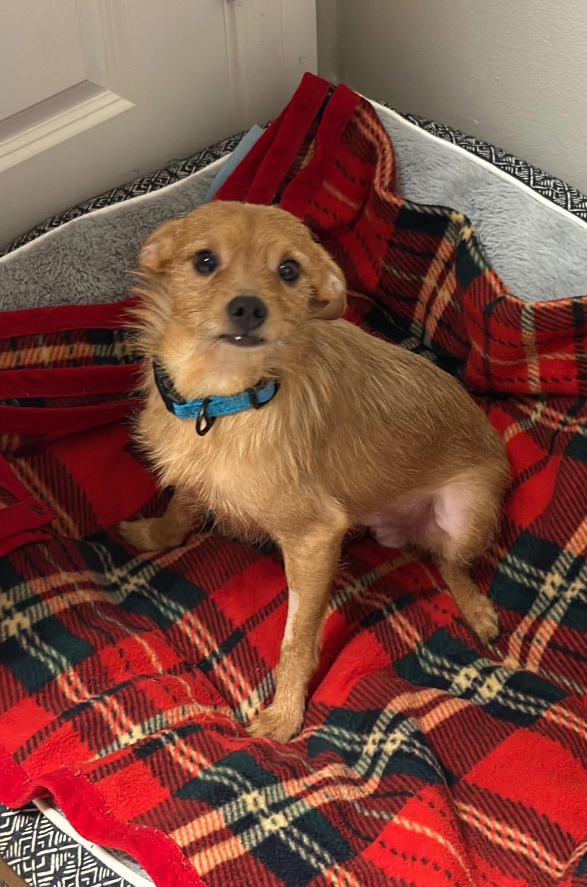 Enlarge Clint, an adoptable mixed breed in Walker, LA image 2/3