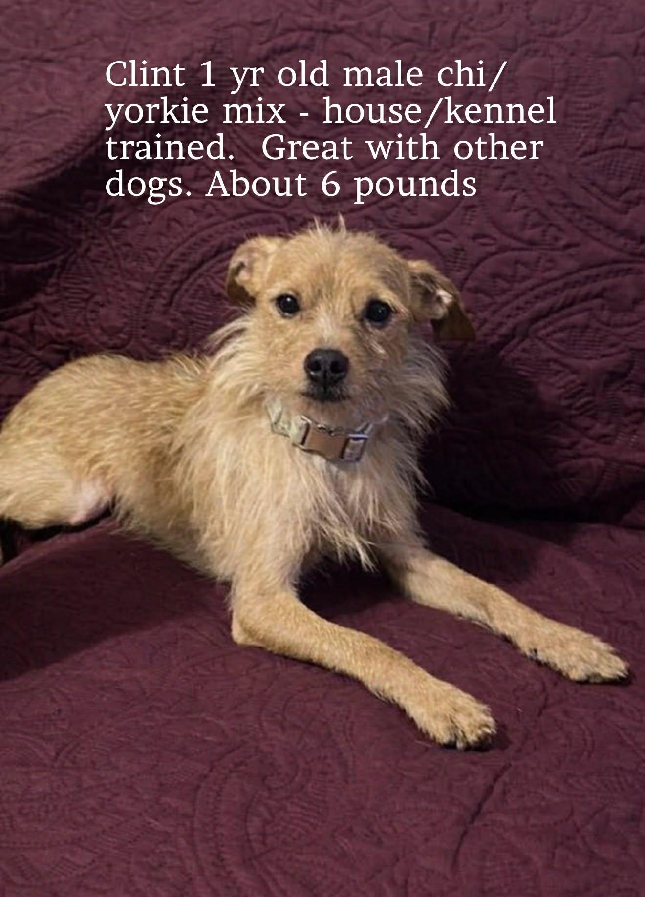 Enlarge Clint, an adoptable mixed breed in Walker, LA image 1/3