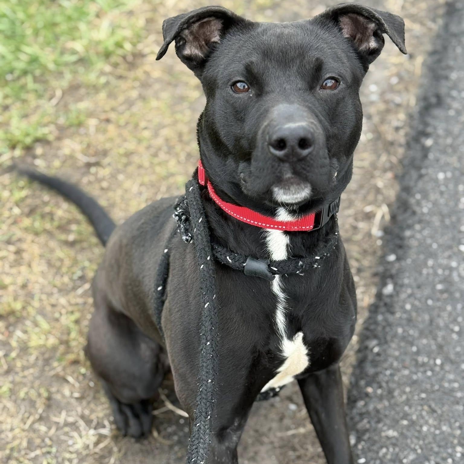 Enlarge Miles, a ADOPTABLE Terrier in North Syracuse, NY image 1/4