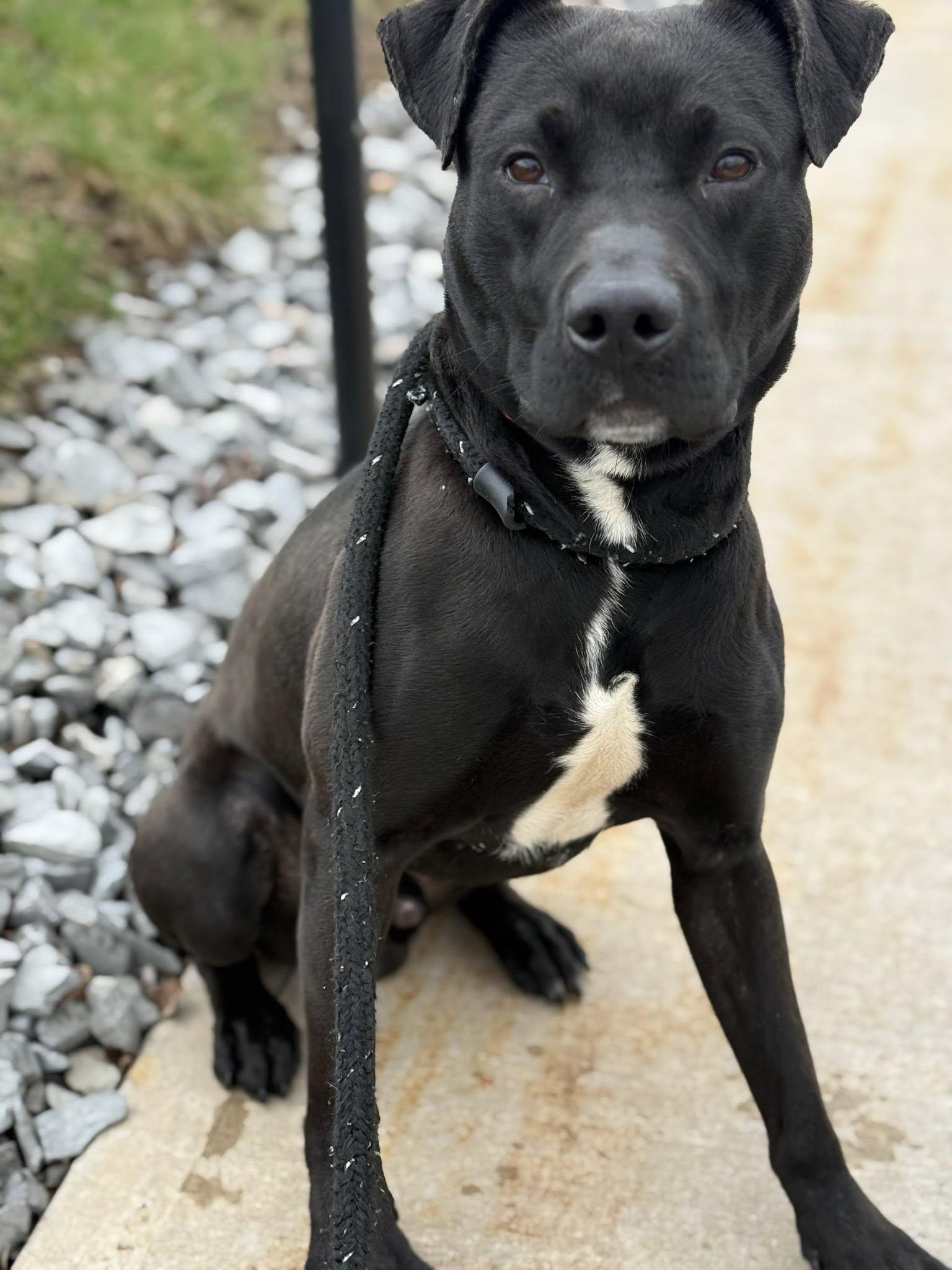 Enlarge Miles, a ADOPTABLE Terrier in North Syracuse, NY image 4/4