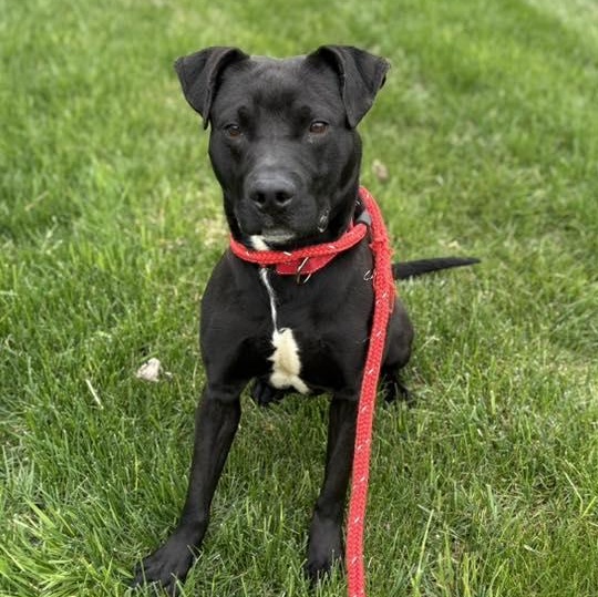 Enlarge Miles, a ADOPTABLE Terrier in North Syracuse, NY image 2/4