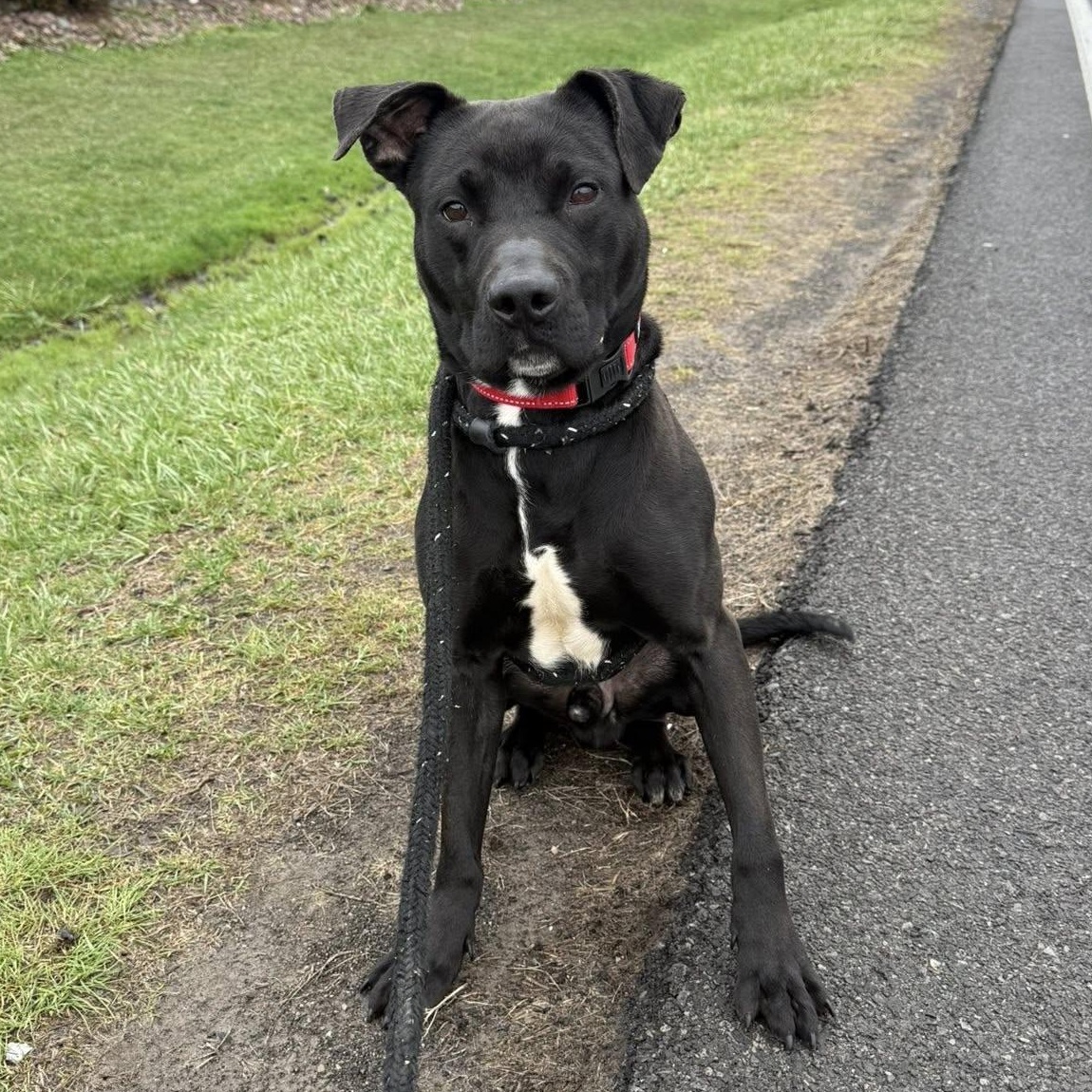 Enlarge Miles, a ADOPTABLE Terrier in North Syracuse, NY image 3/4
