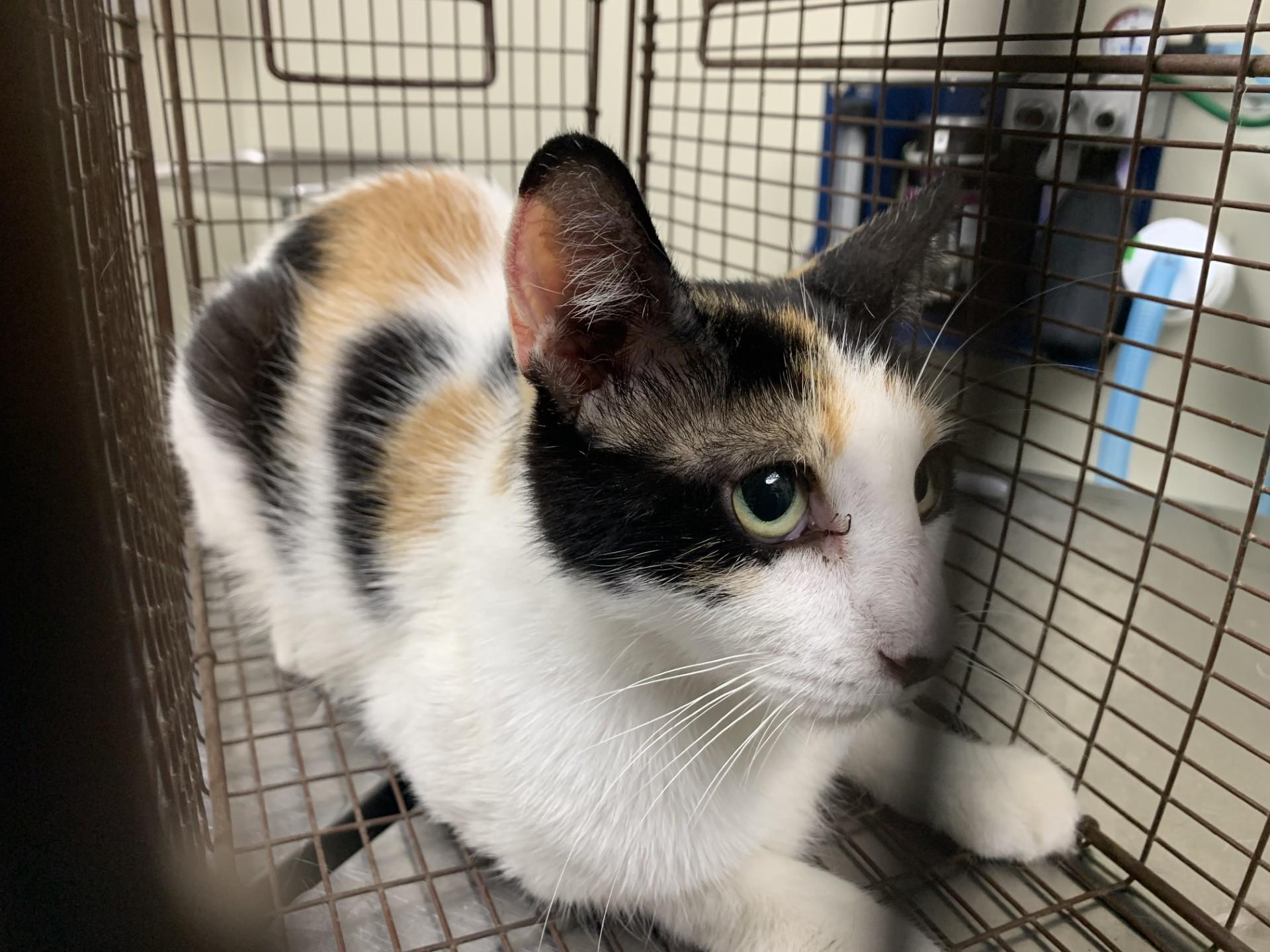 Kelli, ADOPTABLE, Adult Female Calico.