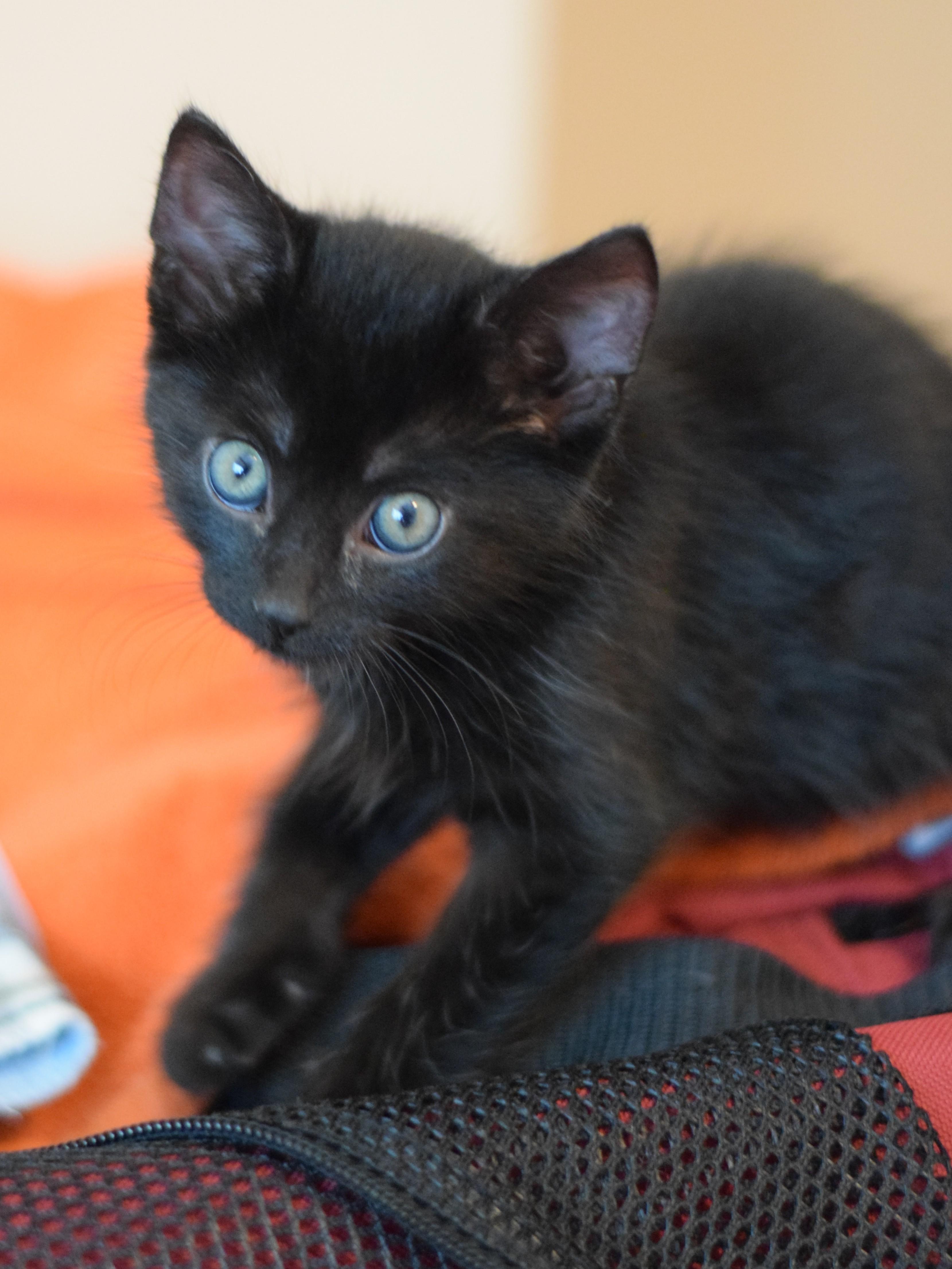 Enlarge Kirby, a Adoptable Domestic Short Hair in Mt Pleasant, SC image 5/6