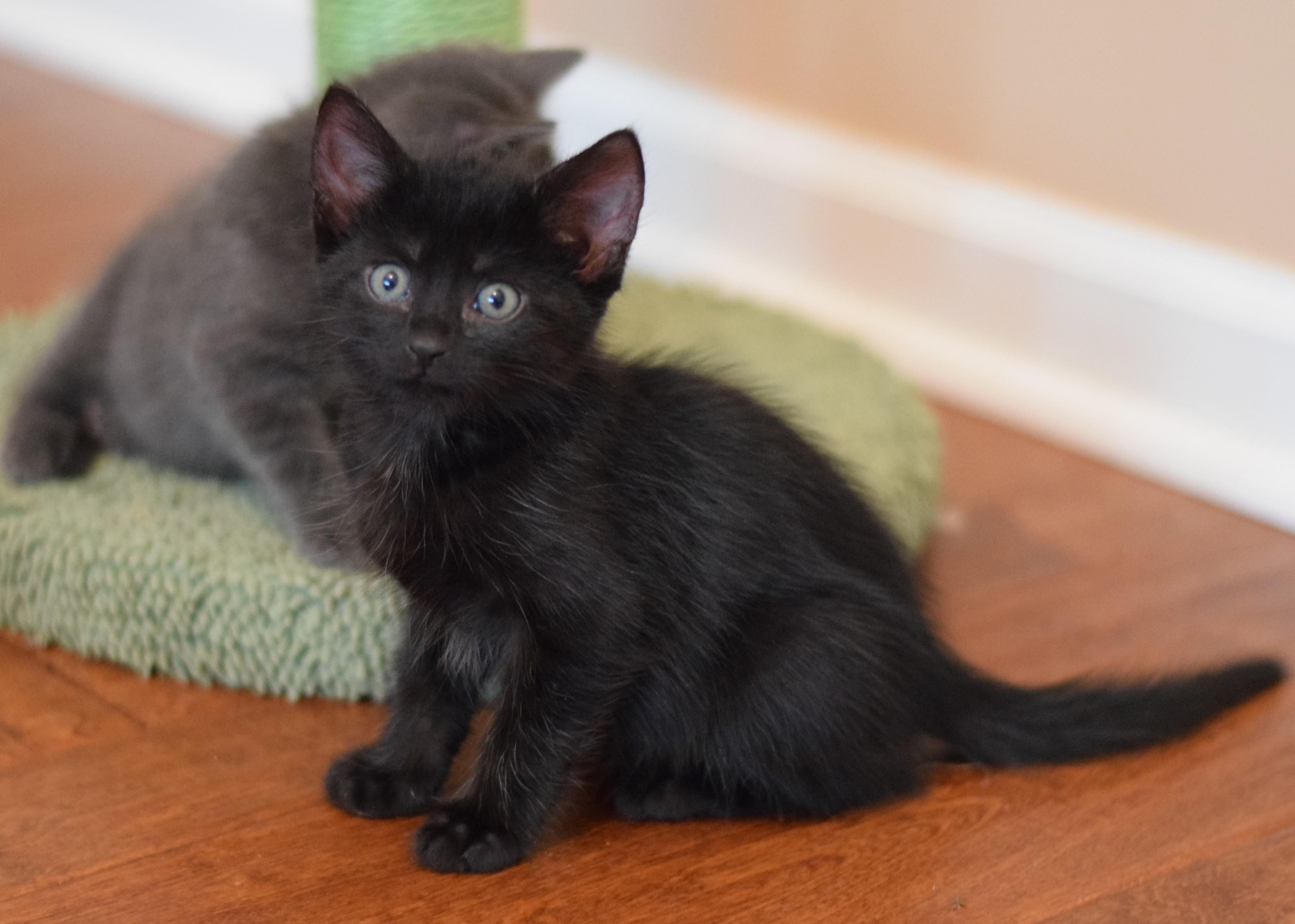 Enlarge Kirby, a Adoptable Domestic Short Hair in Mt Pleasant, SC image 3/6
