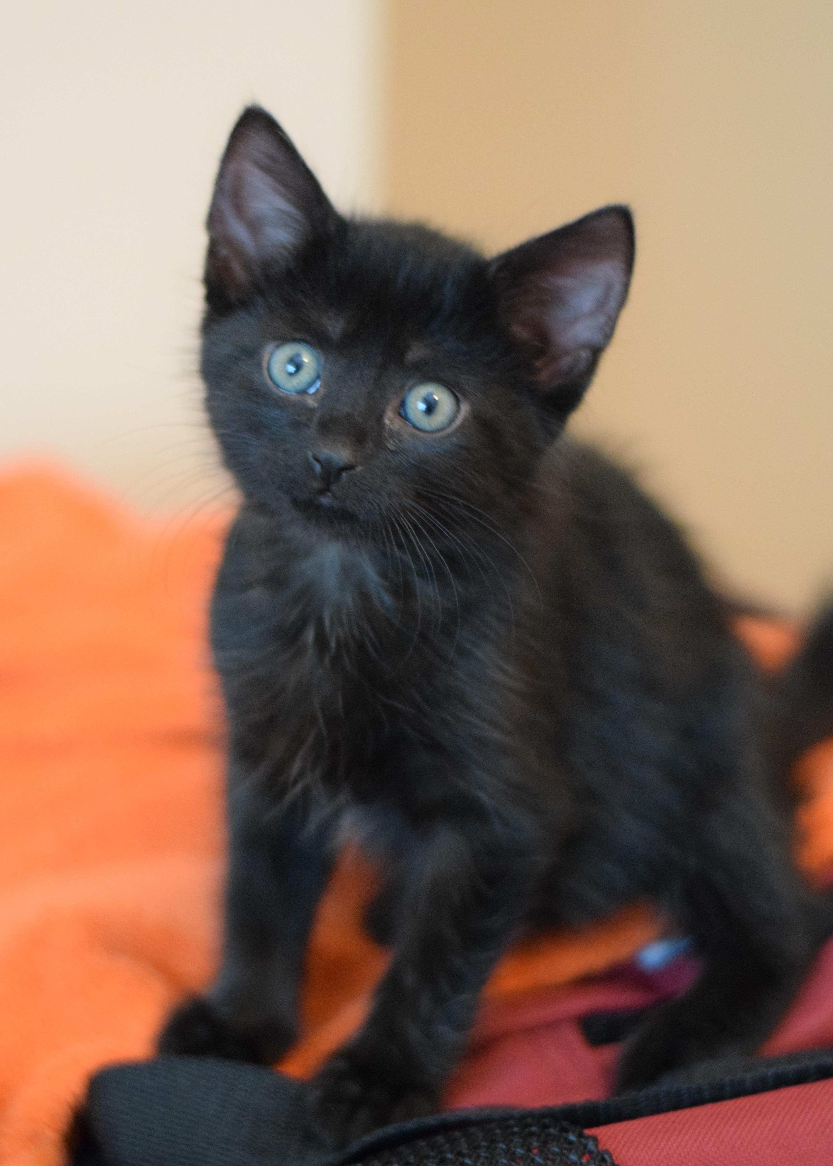 Enlarge Kirby, a Adoptable Domestic Short Hair in Mt Pleasant, SC image 2/6