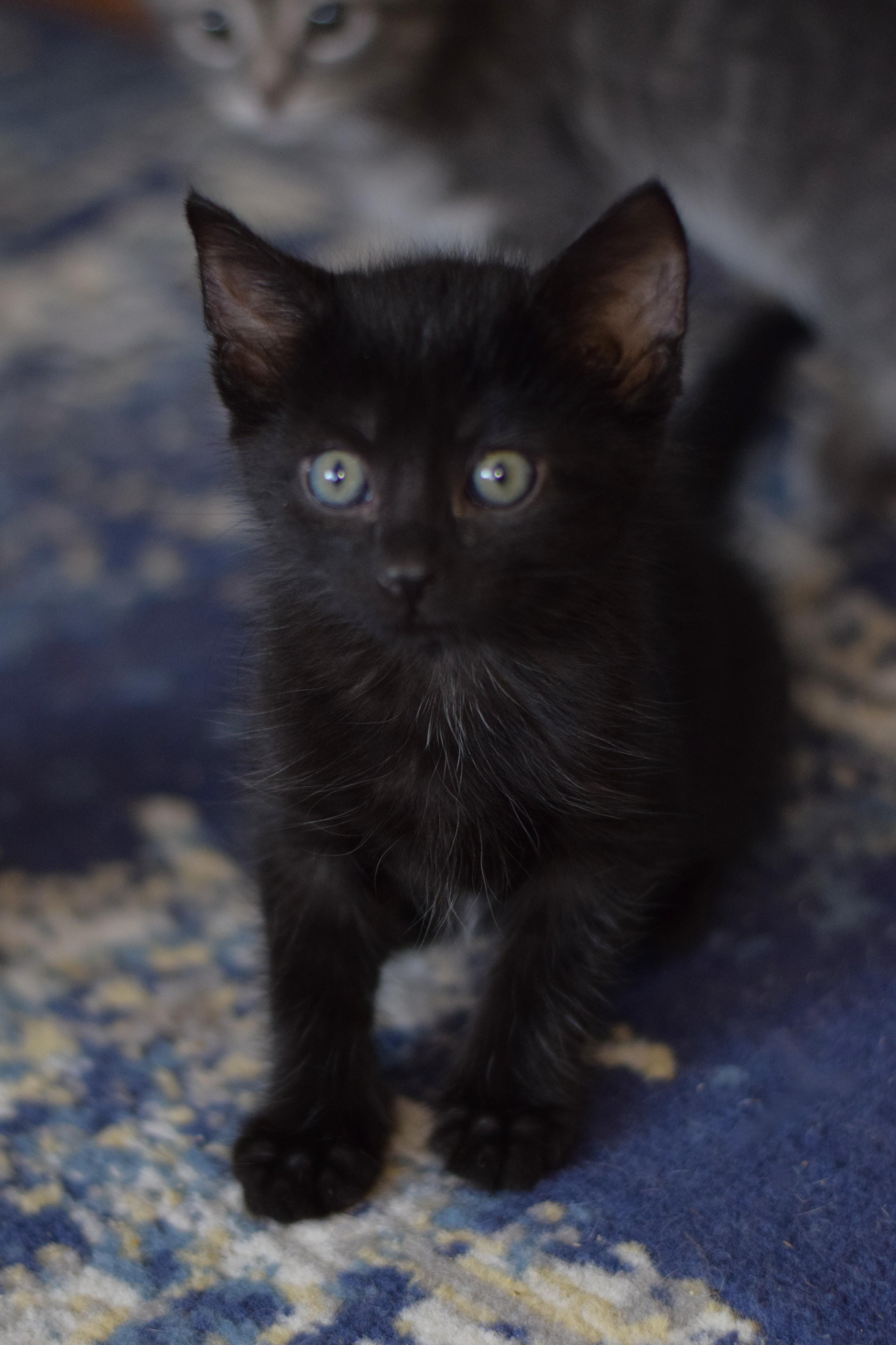 Enlarge Kirby, a Adoptable Domestic Short Hair in Mt Pleasant, SC image 6/6