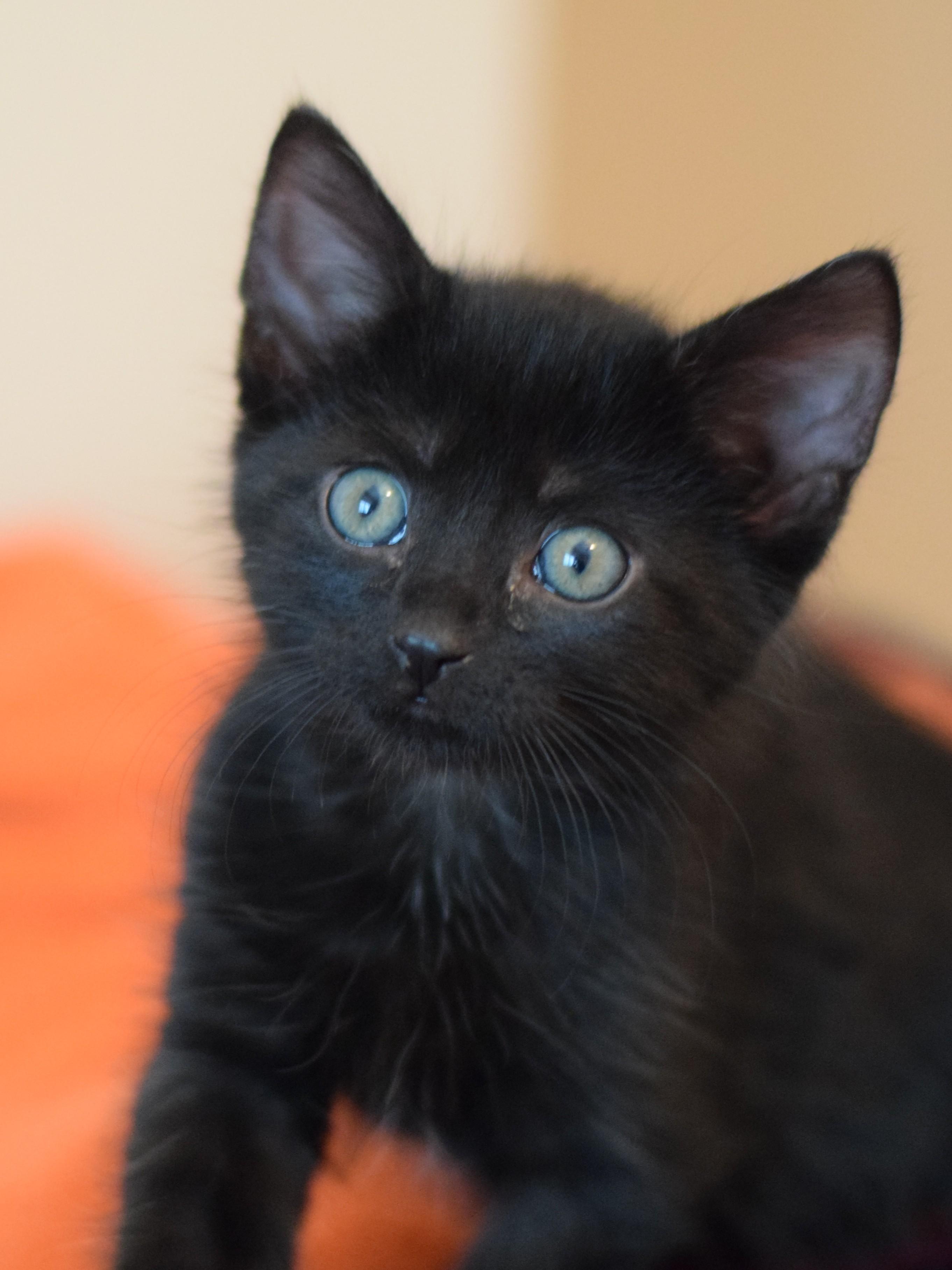 Enlarge Kirby, a Adoptable Domestic Short Hair in Mt Pleasant, SC image 4/6
