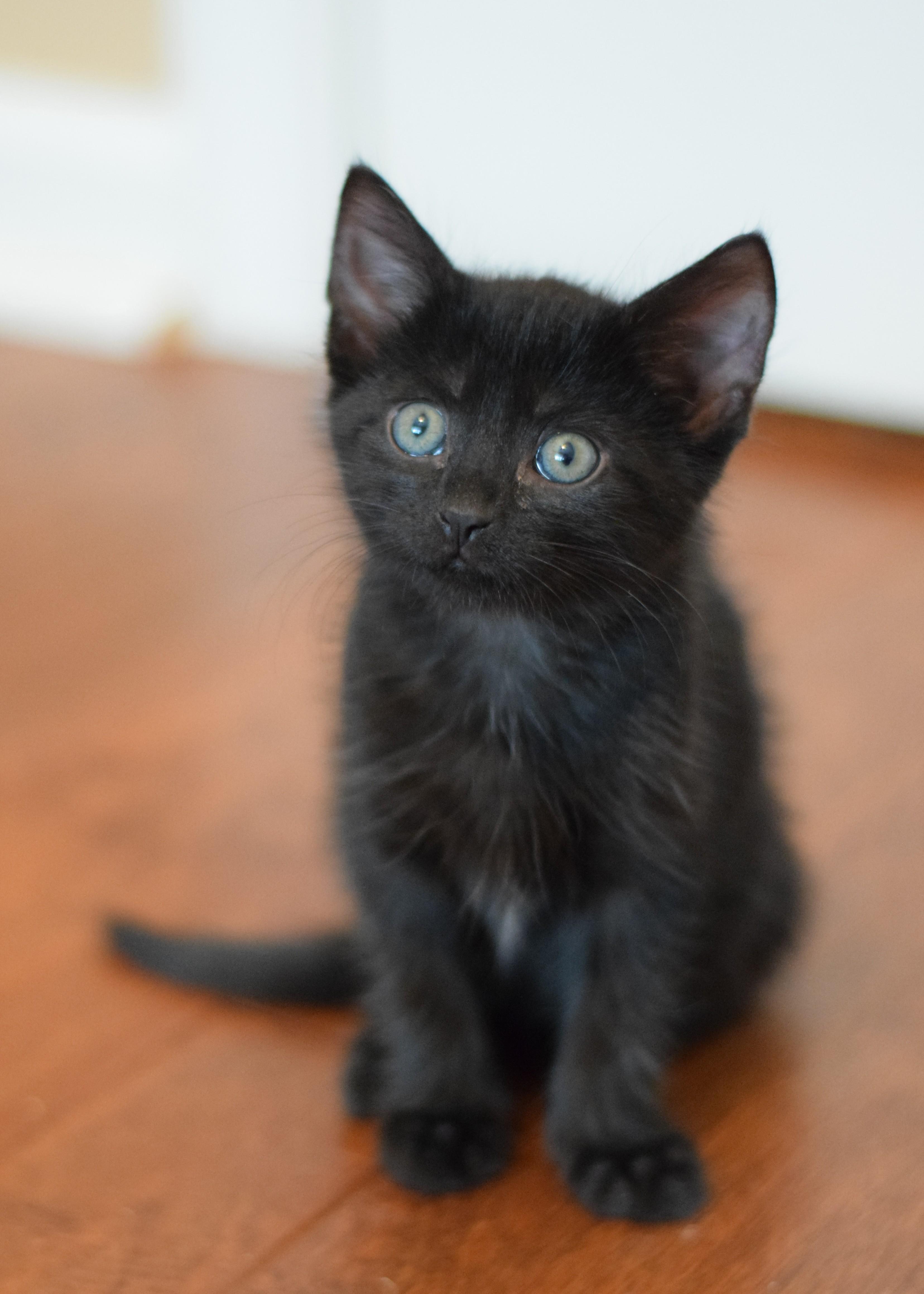 Kirby, Adoptable, Kitten Male Domestic Short Hair.