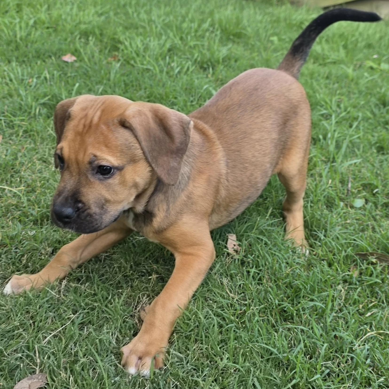 Enlarge Enzo, a Adoptable mixed breed in Bryan, TX image 4/4