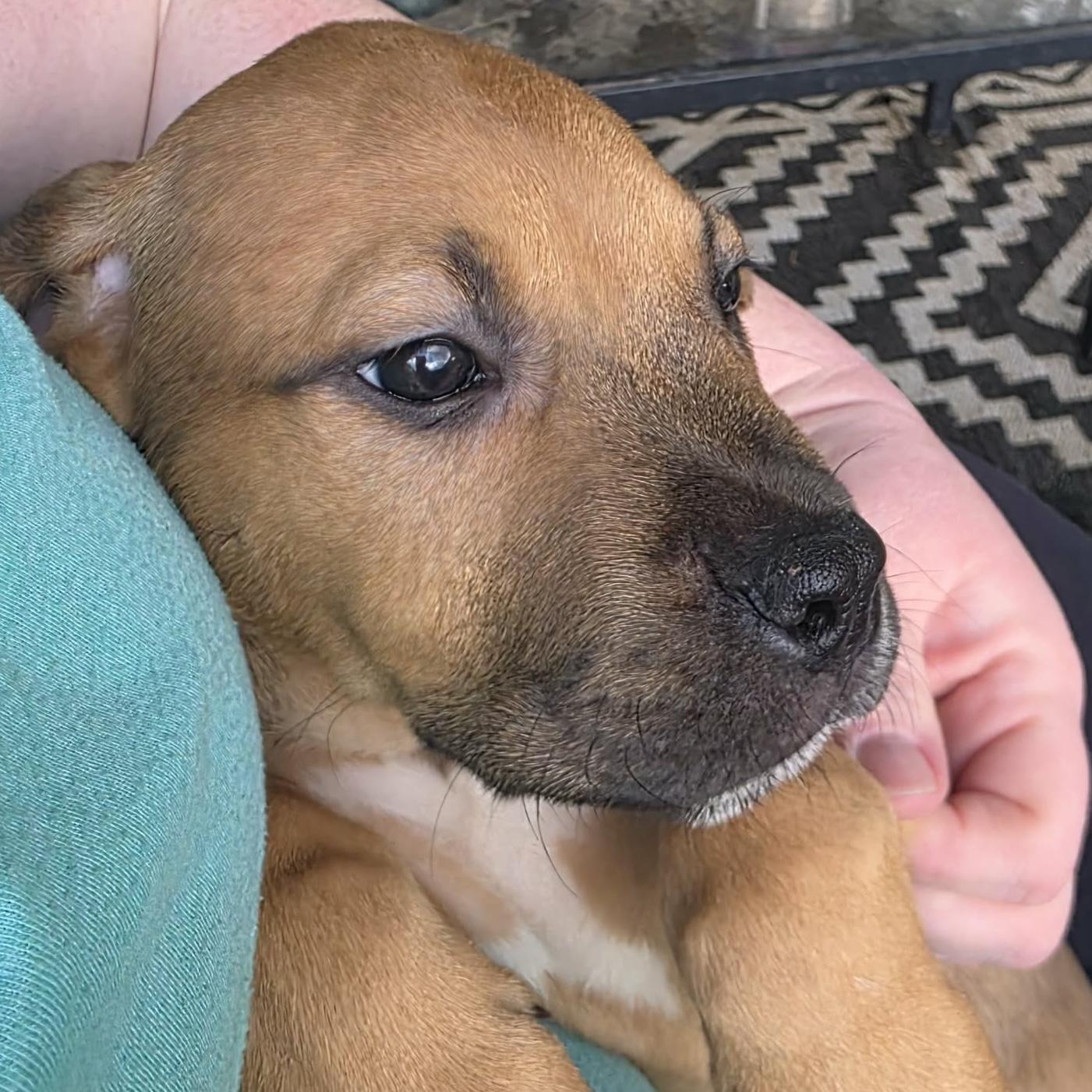 Enlarge Enzo, a Adoptable mixed breed in Bryan, TX image 3/4