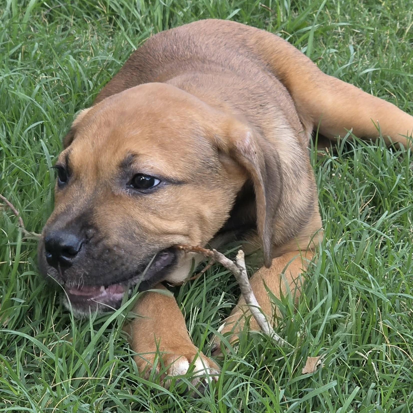 Enlarge Enzo, a Adoptable mixed breed in Bryan, TX image 2/4