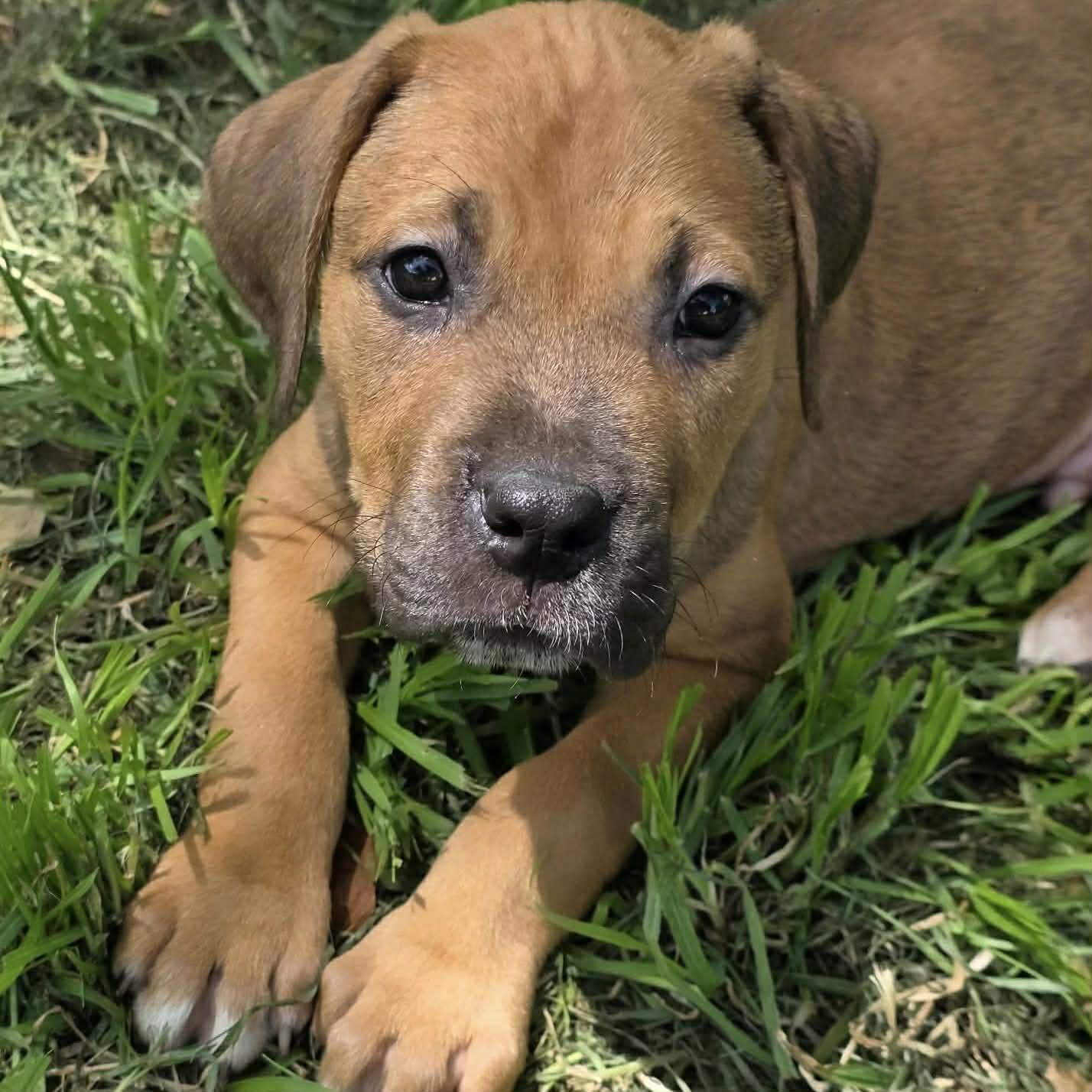 Enlarge Enzo, a Adoptable mixed breed in Bryan, TX image 1/4