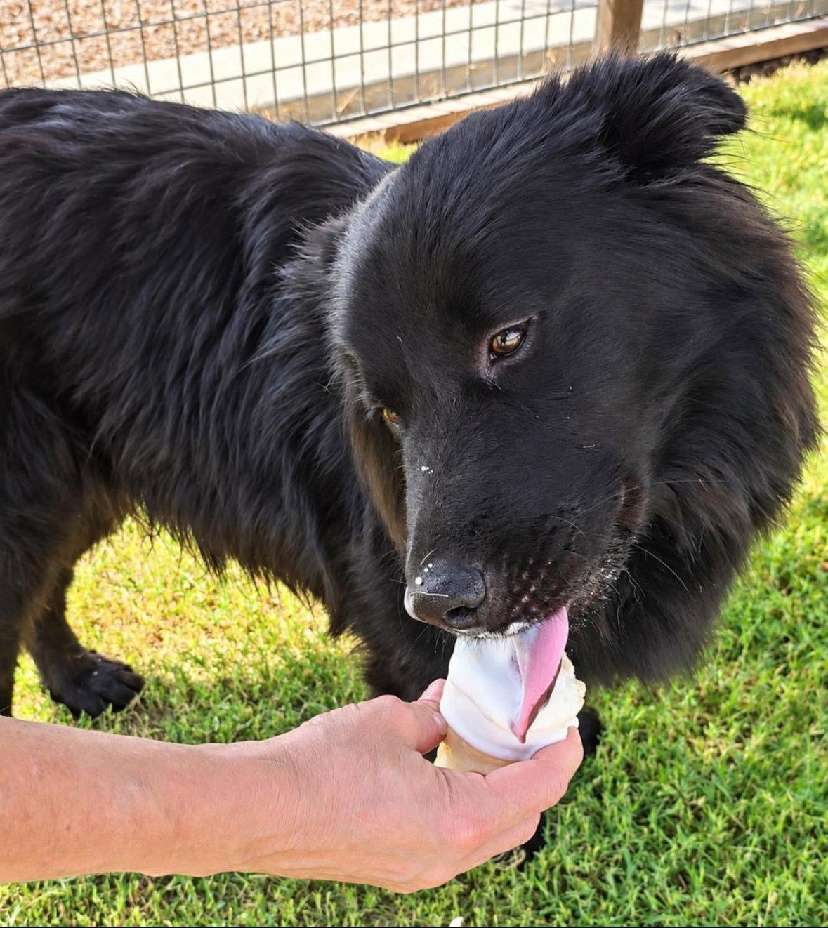 Jonah - ADOPTION IN PROCESS, Adoptable, Adult Male Flat-Coated Retriever & Chow Chow.