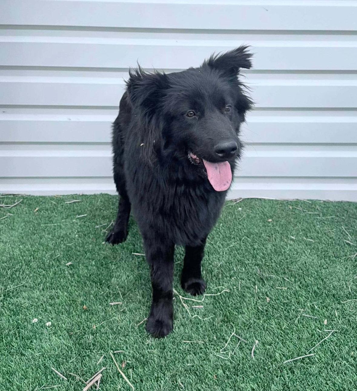 Enlarge Jonah - ADOPTION IN PROCESS, a Adoptable mixed breed in Grafton, WI image 2/3