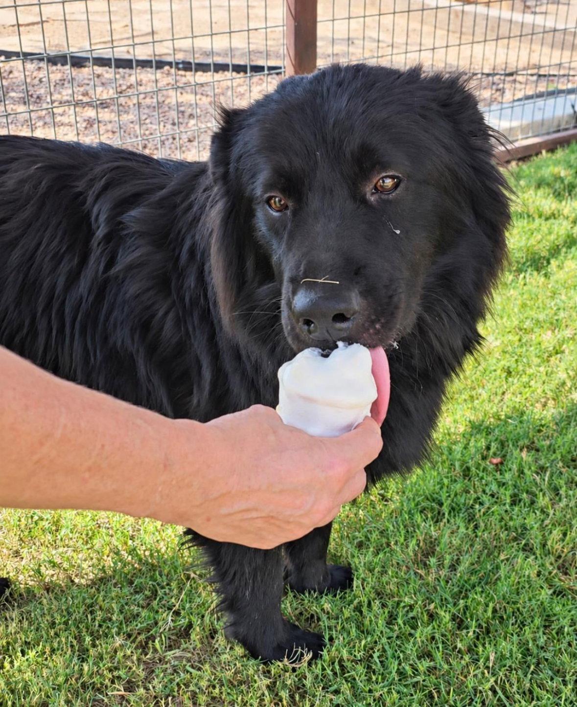 Enlarge Jonah - ADOPTION IN PROCESS, a Adoptable mixed breed in Grafton, WI image 3/3