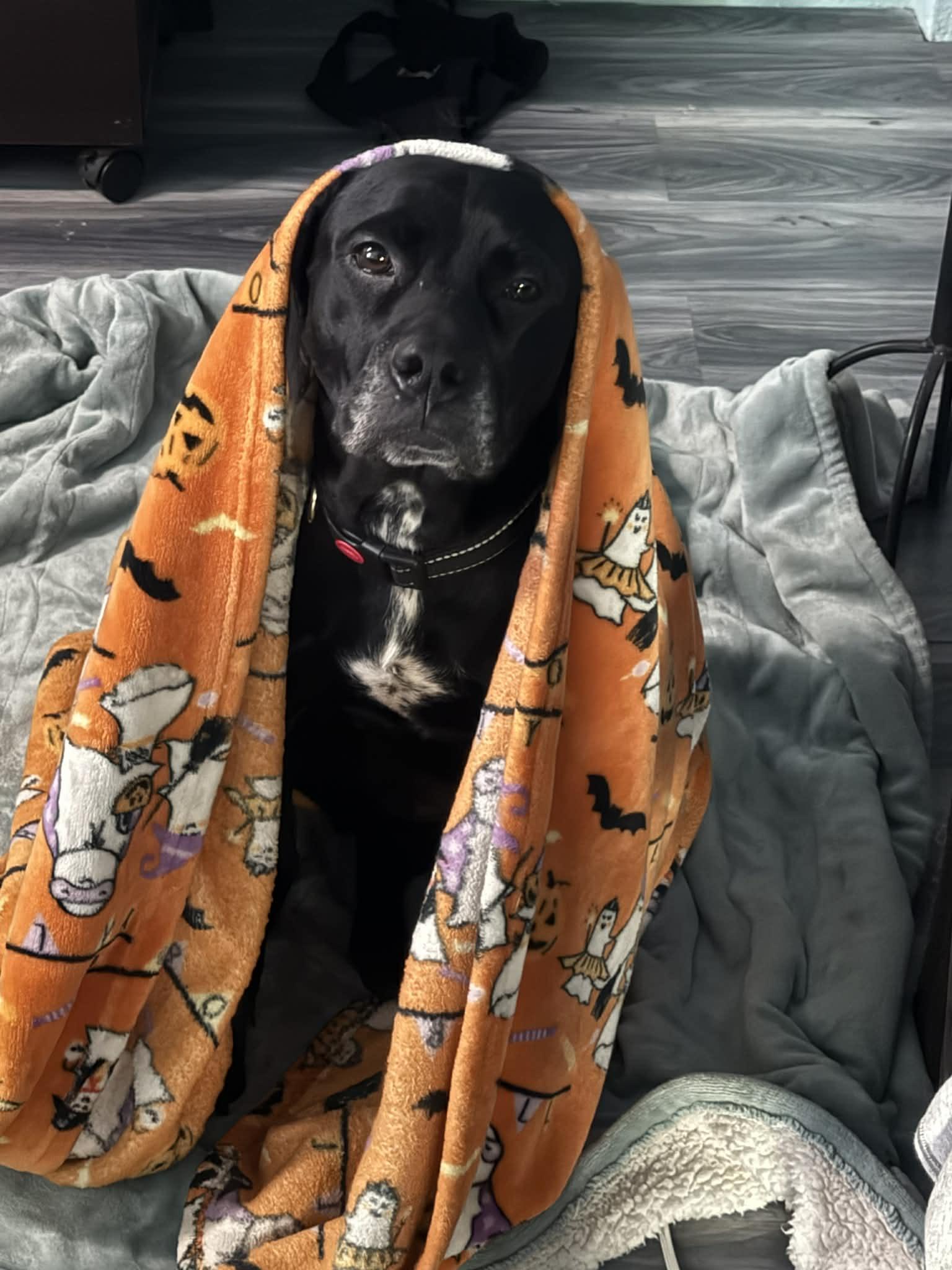 Black Betty, Adoptable, Adult Female Mixed Breed.