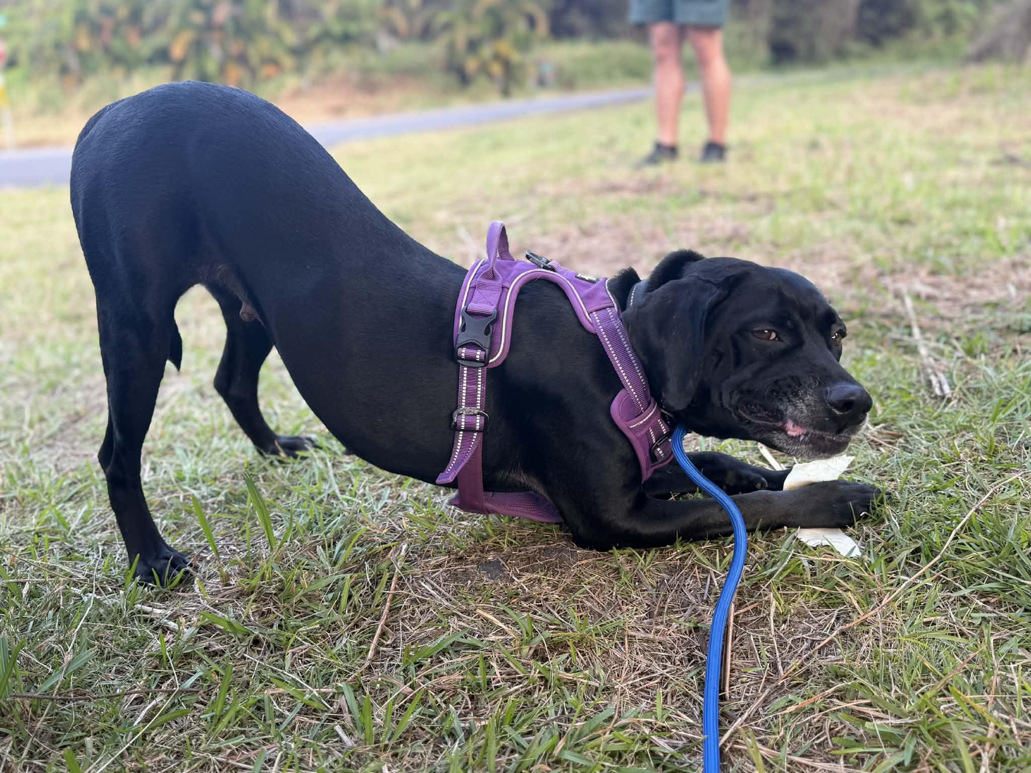 Black Betty, a ADOPTABLE mixed breed in MOUNTAIN VIEW, HI image 4/6