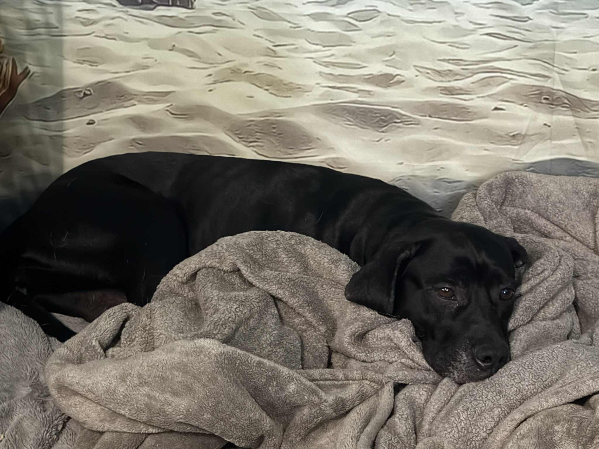 Black Betty, a Adoptable Mixed Breed in Mountain View, HI image 2/6