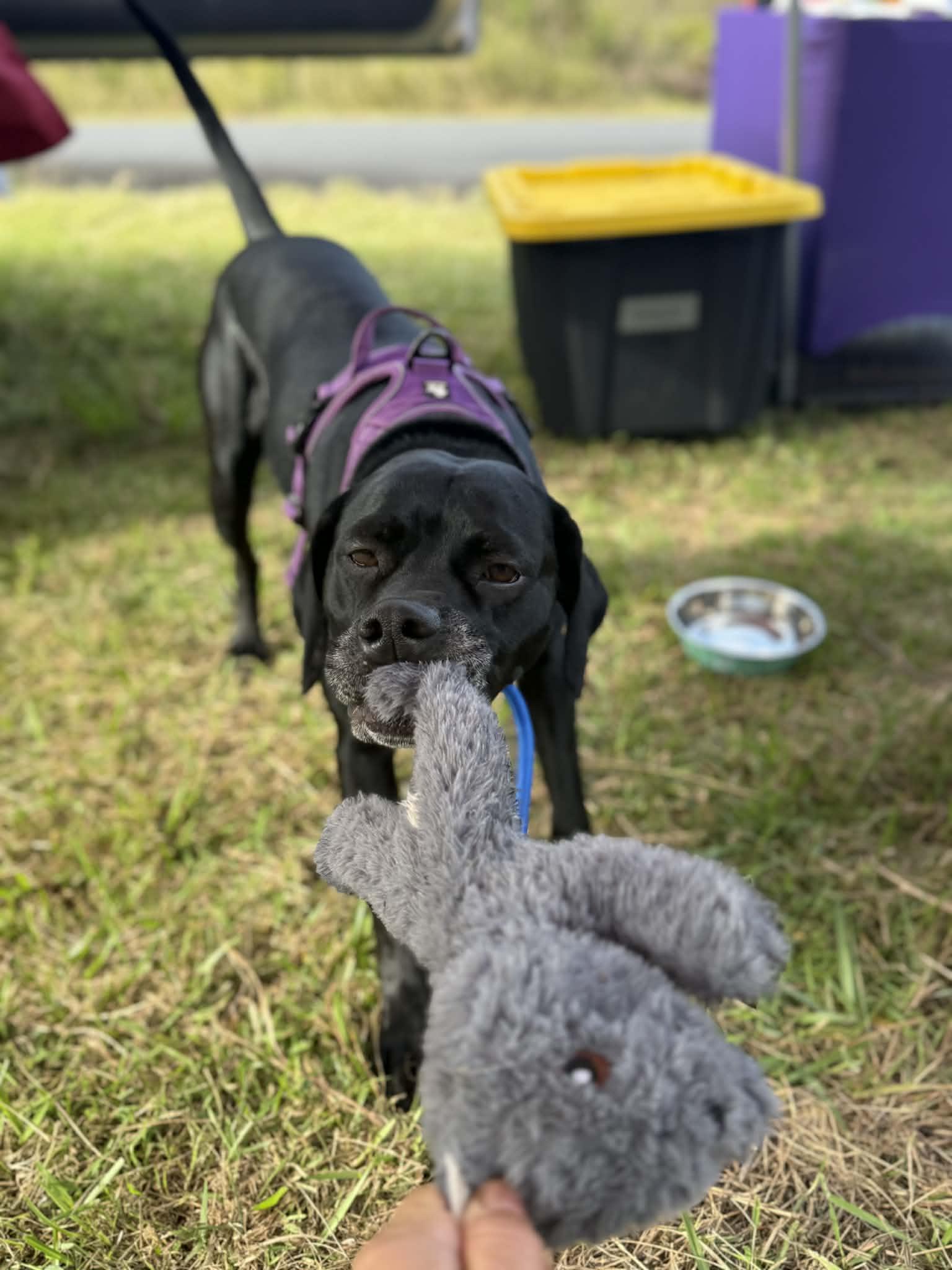 Black Betty, a ADOPTABLE mixed breed in MOUNTAIN VIEW, HI image 2/6